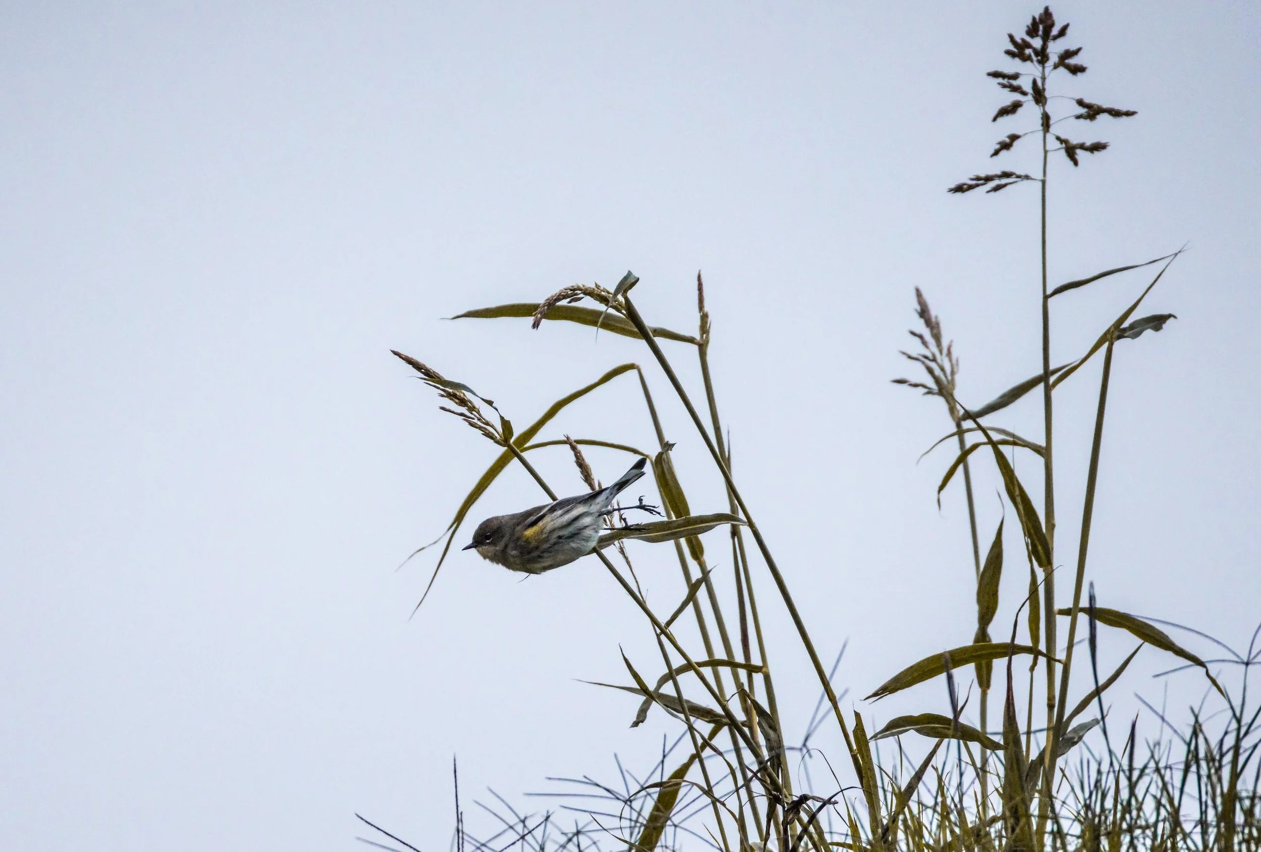 Yellow-rumped Warbler