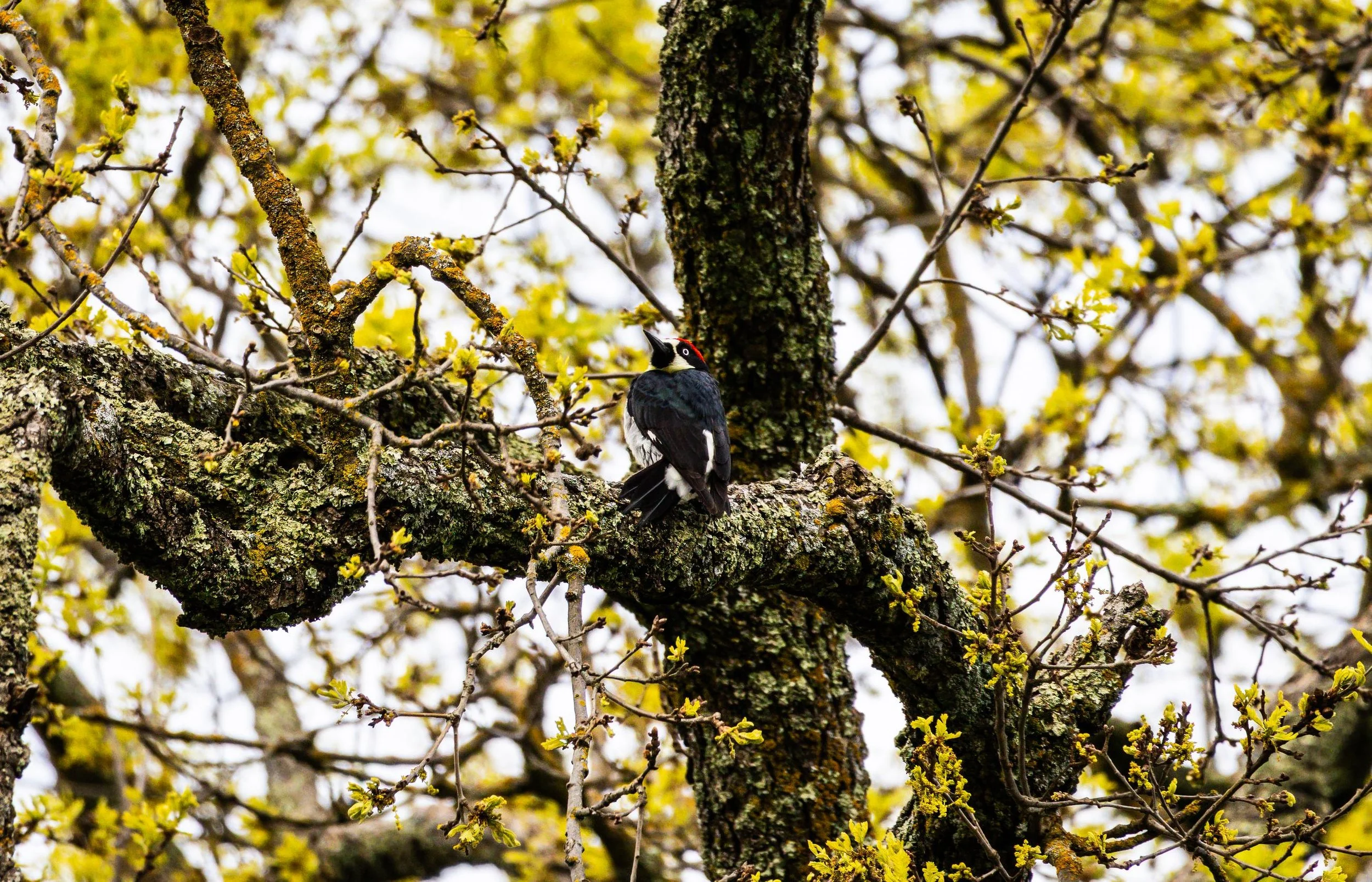 Acorn Woodpecker