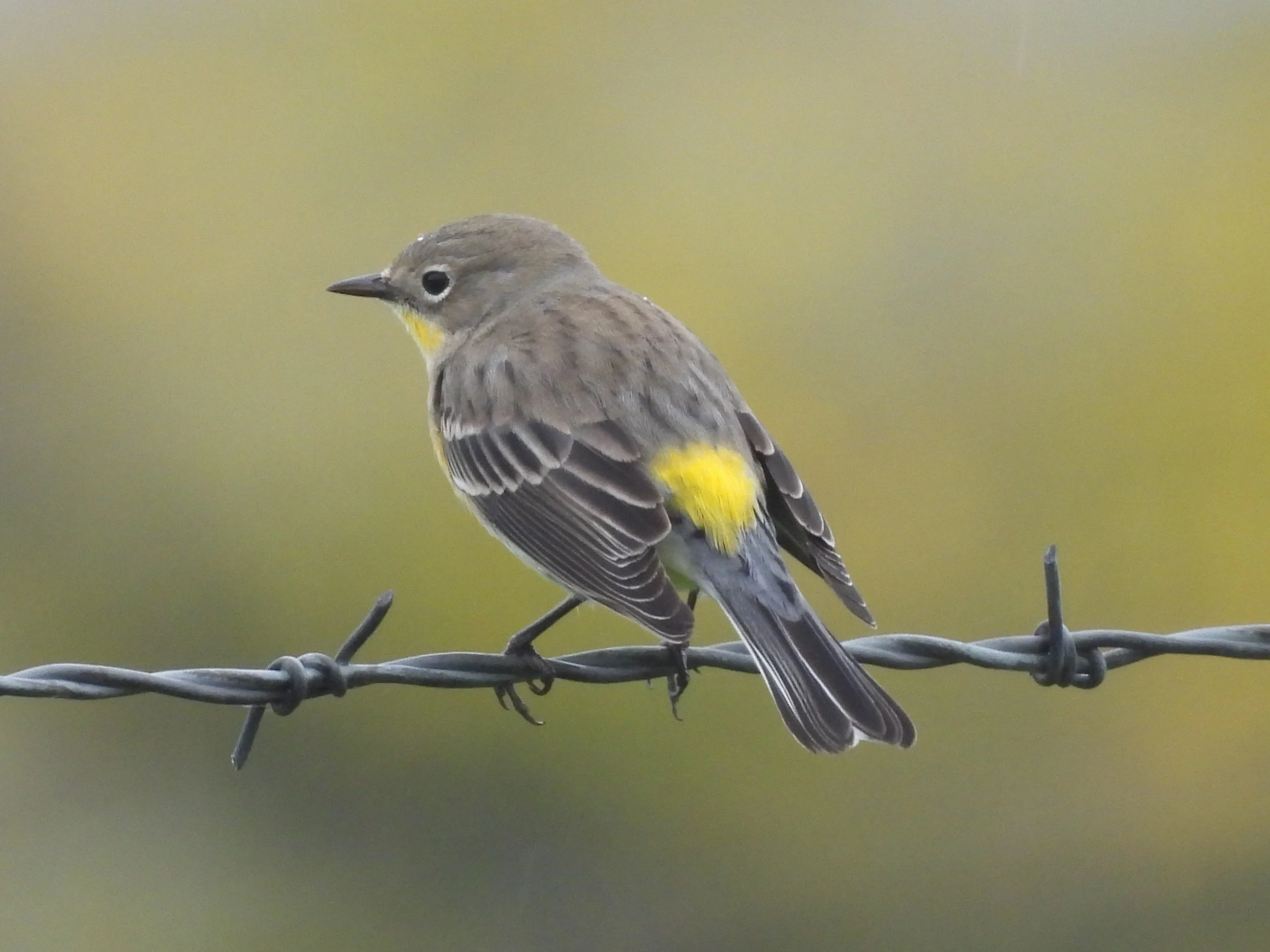 Yellow-rumped Warbler