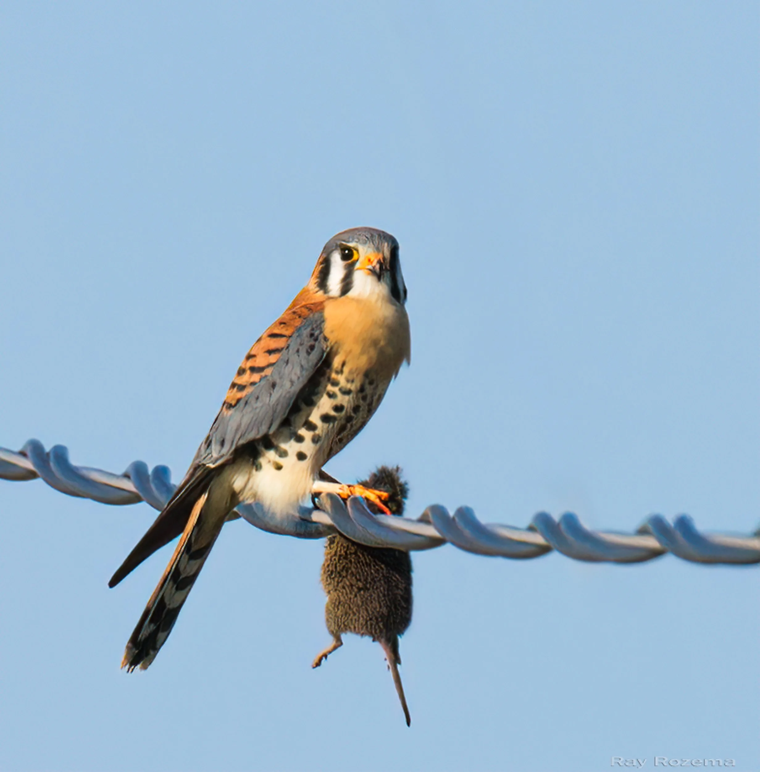 American Kestrel, Male