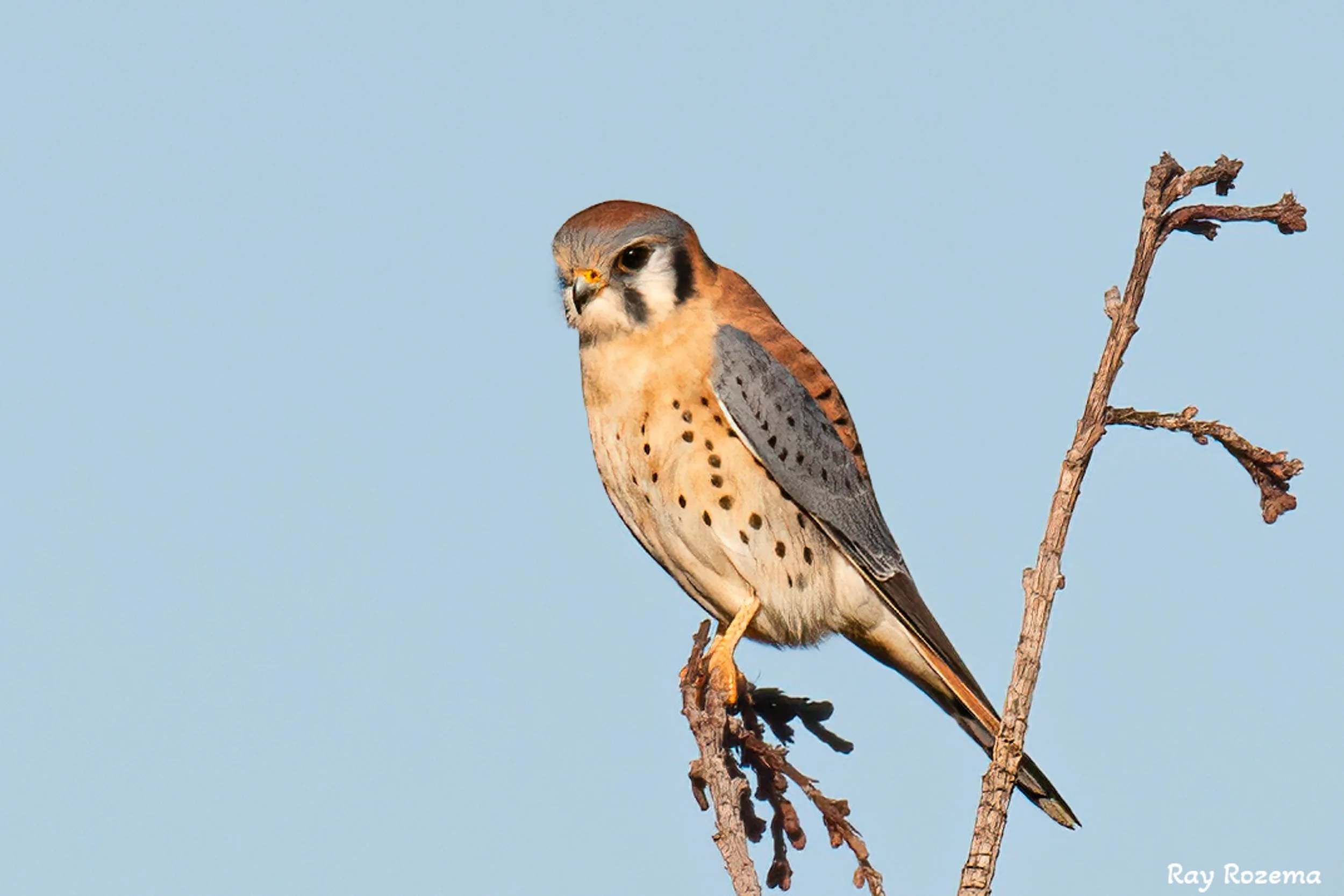 American Kestrel, Male