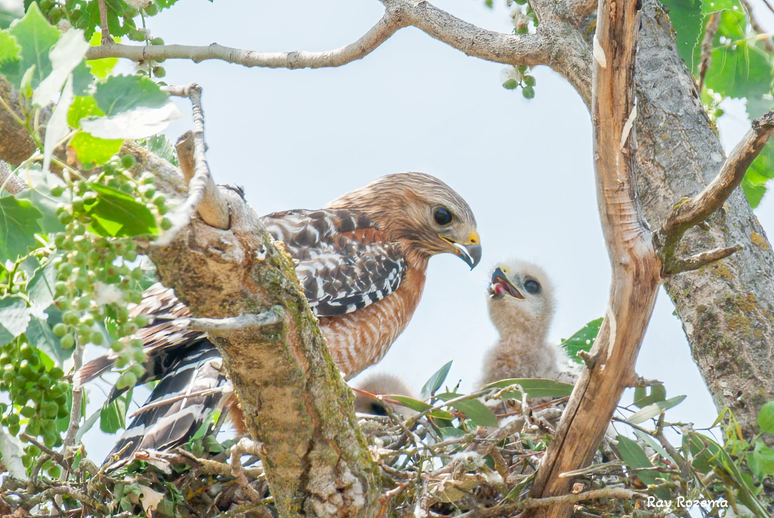Red-shouldered Hawk