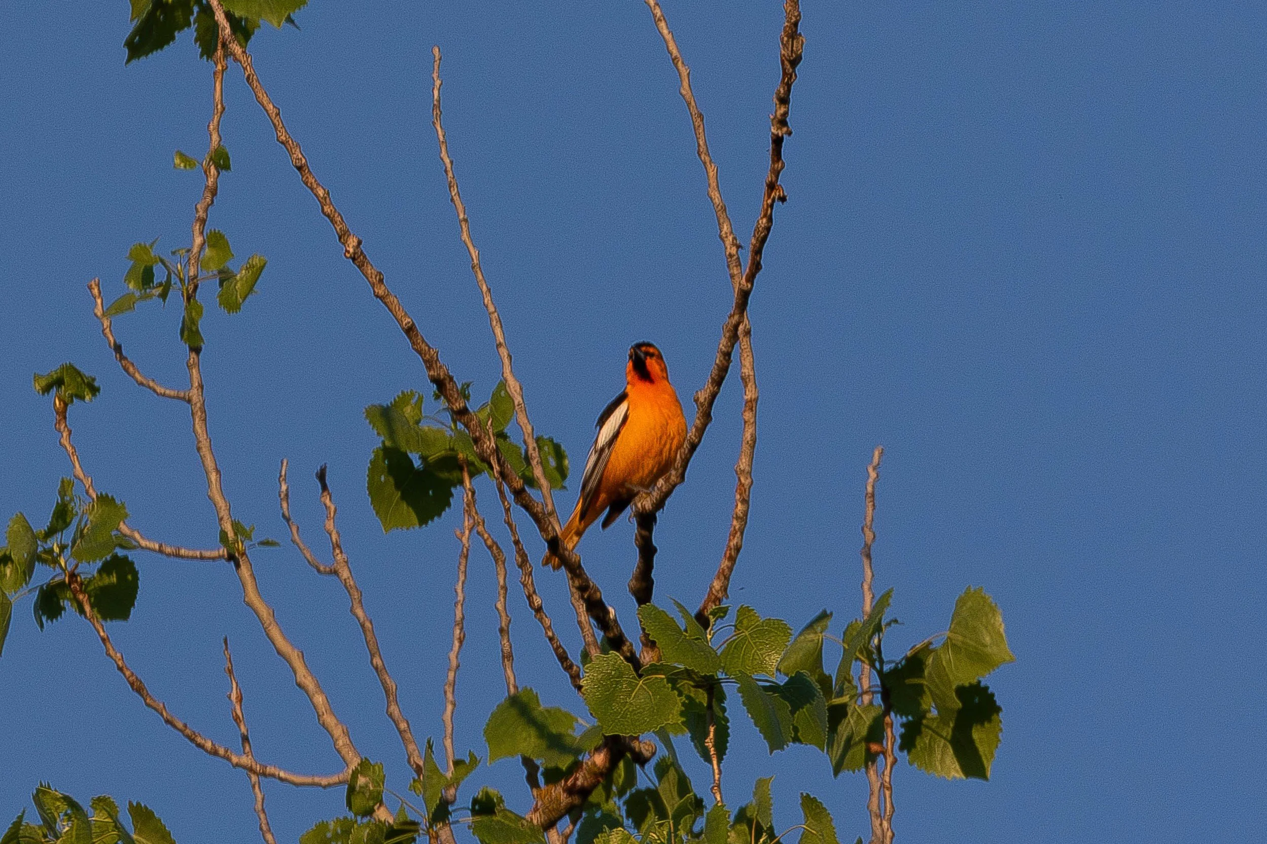 Bullock's Oriole, Male