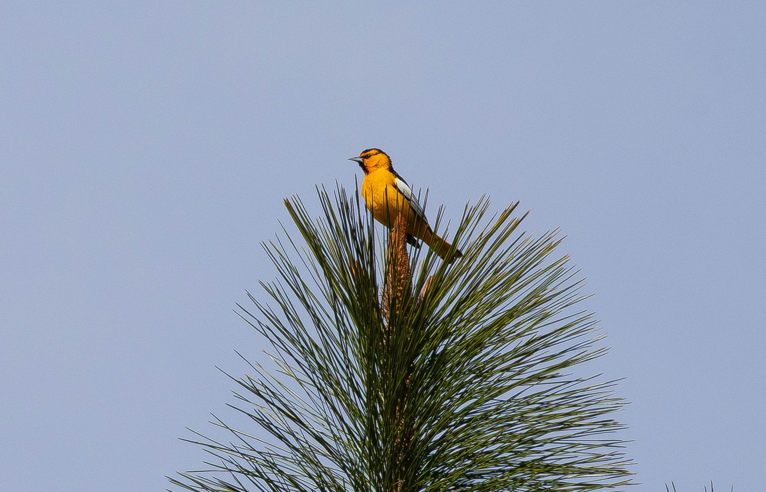Bullock's Oriole