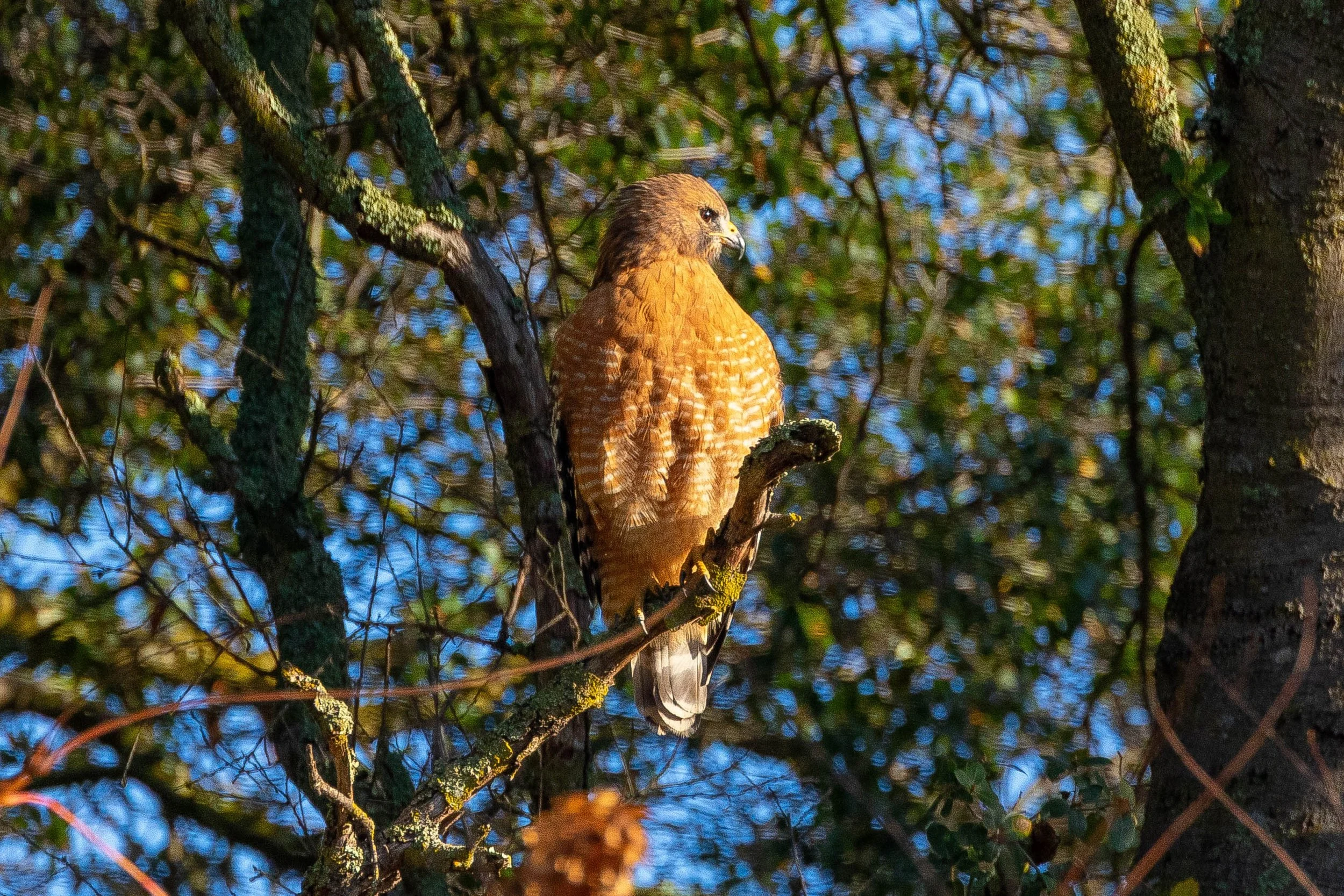 Red-shouldered Hawk