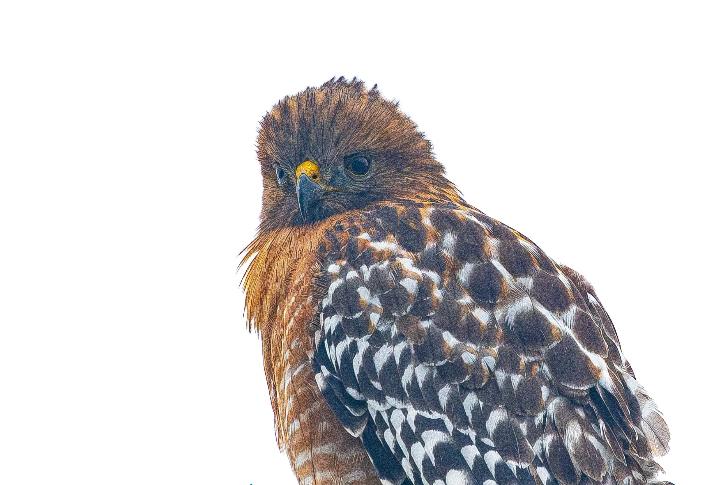 Red-shouldered Hawk