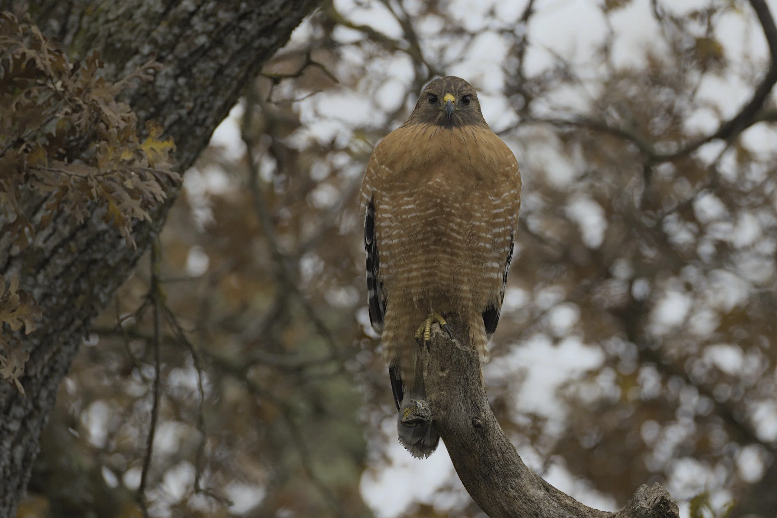 Red-shouldered Hawk