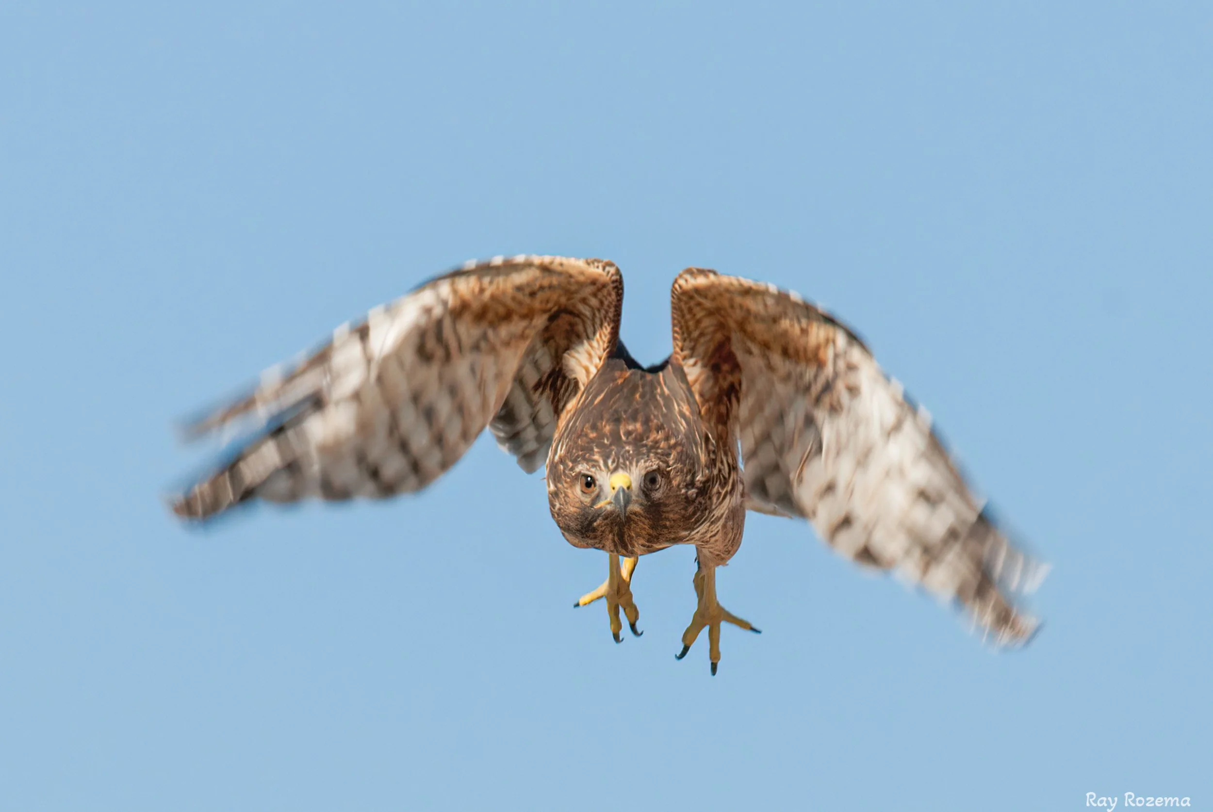 Red-shouldered Hawk