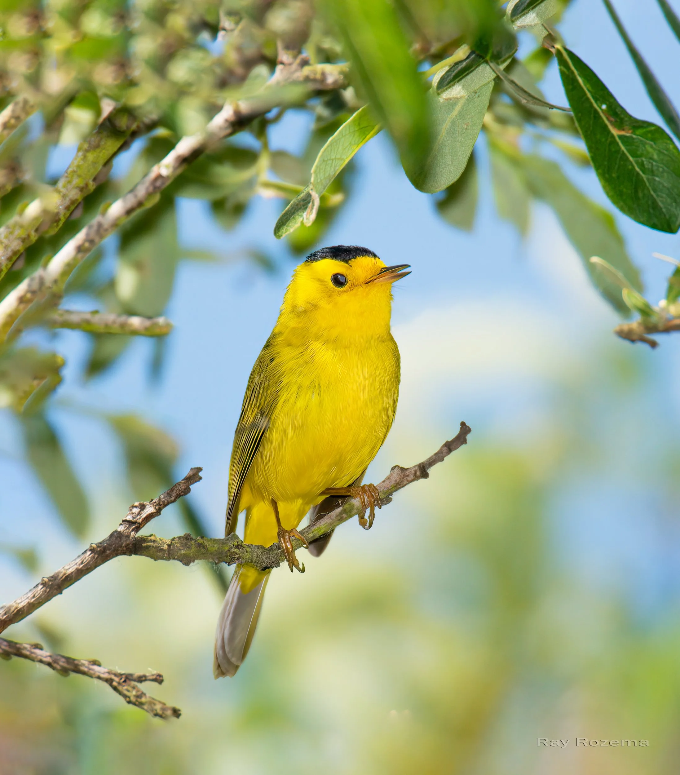 Wilson's Warbler, adult male