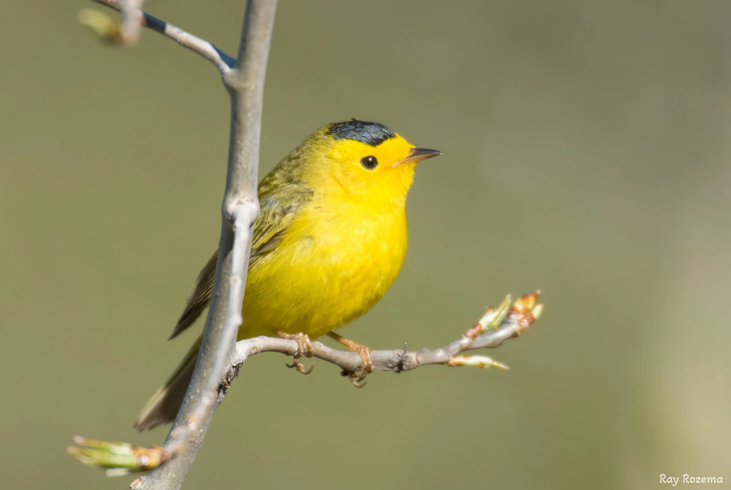 Wilson's Warbler, adult male