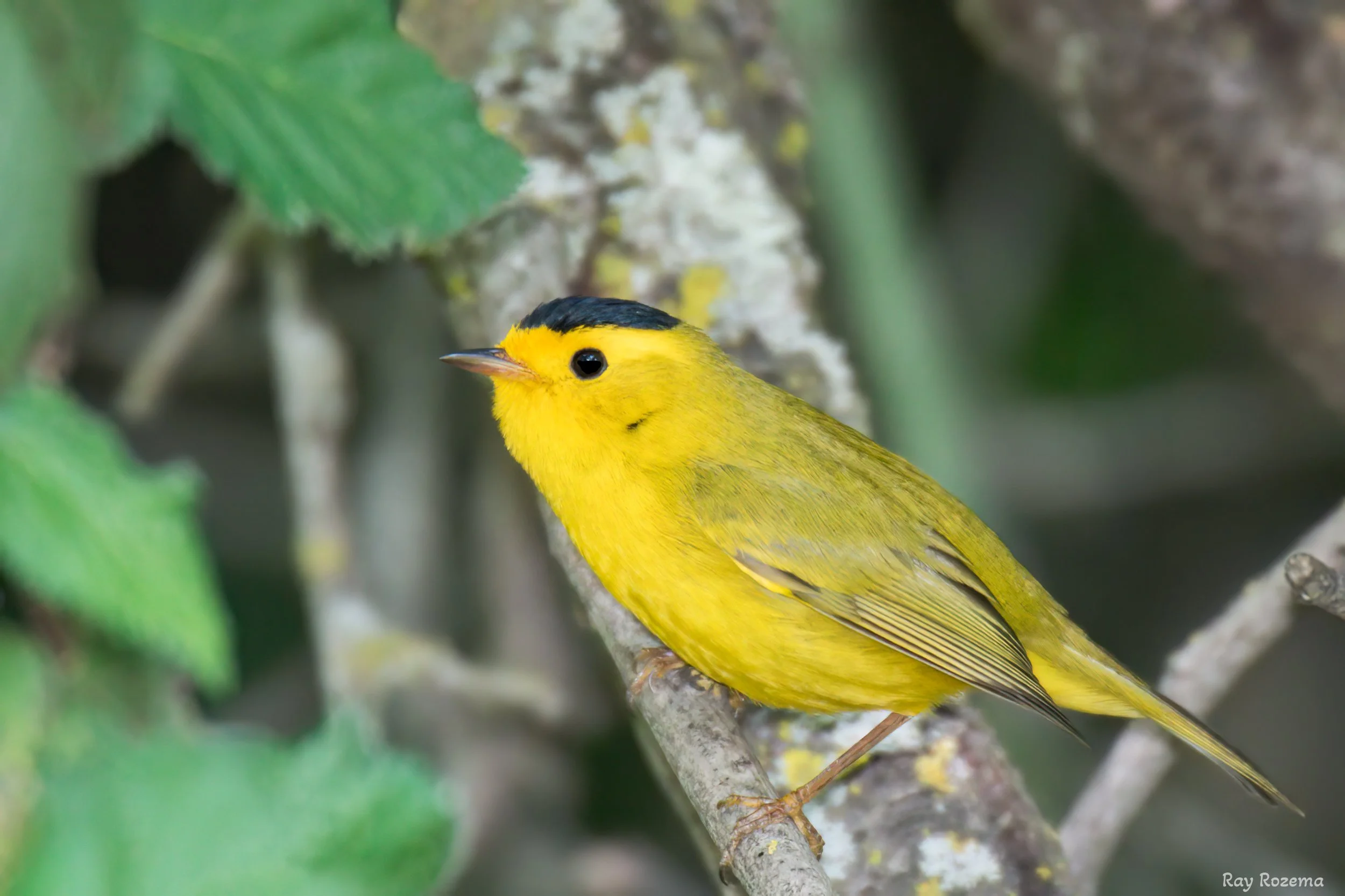 Wilson's Warbler, adult male