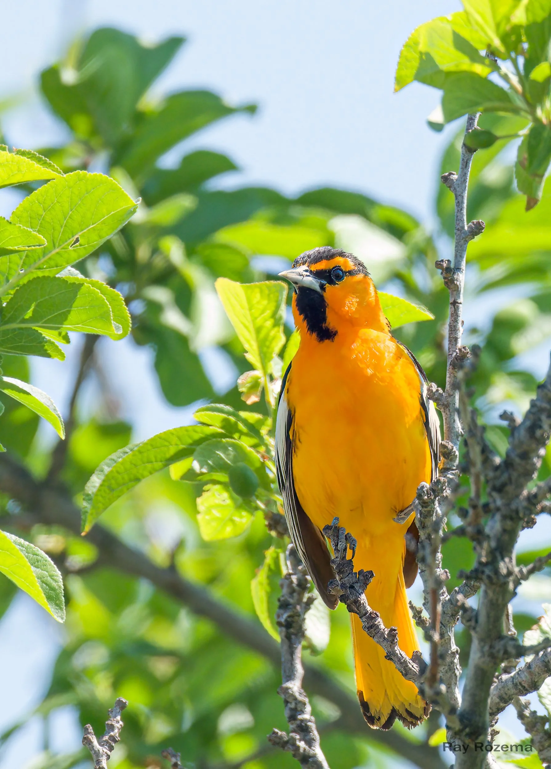 Bullock's Oriole, male