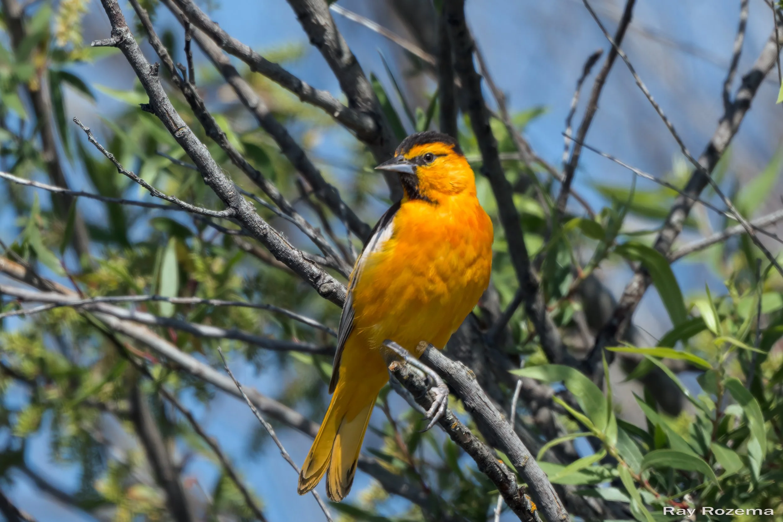 Bullock's Oriole