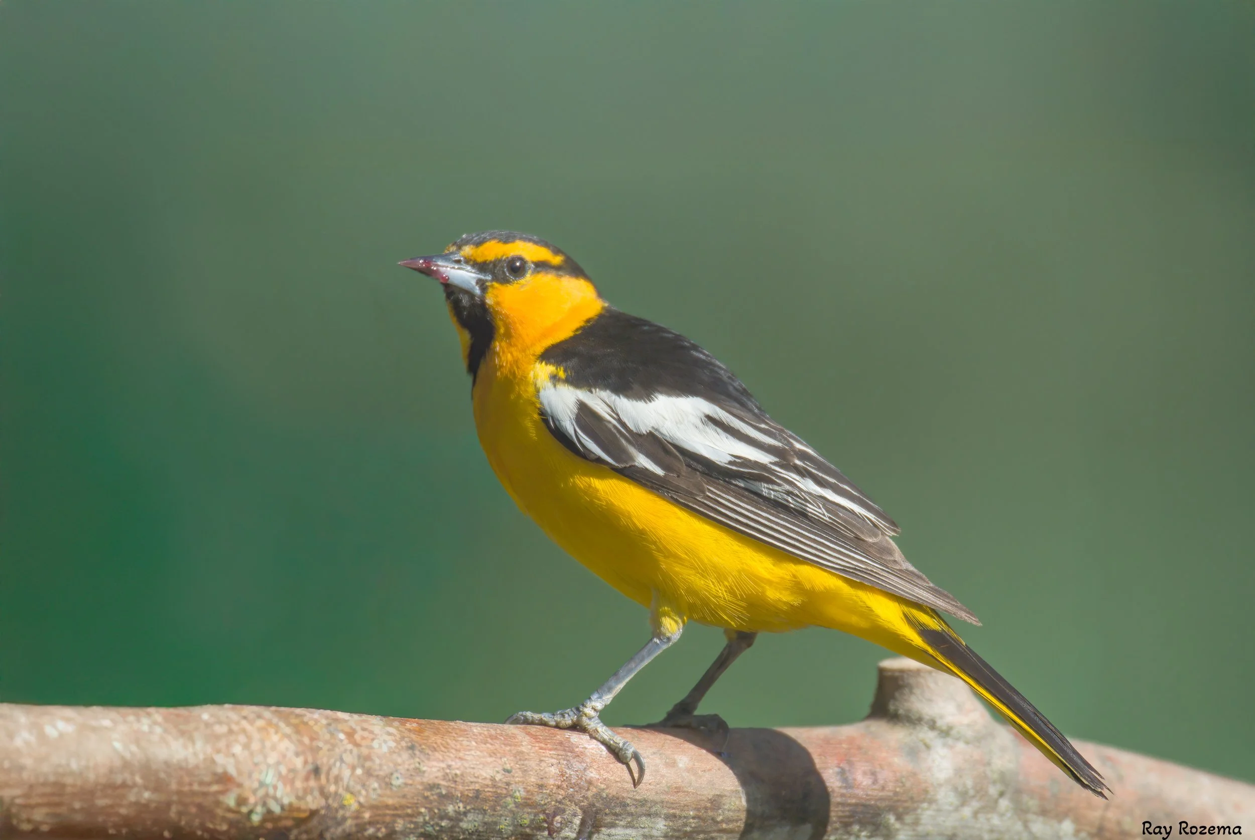 Bullock's Oriole