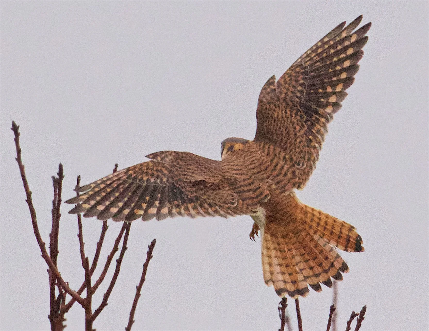 American Kestrel, Female