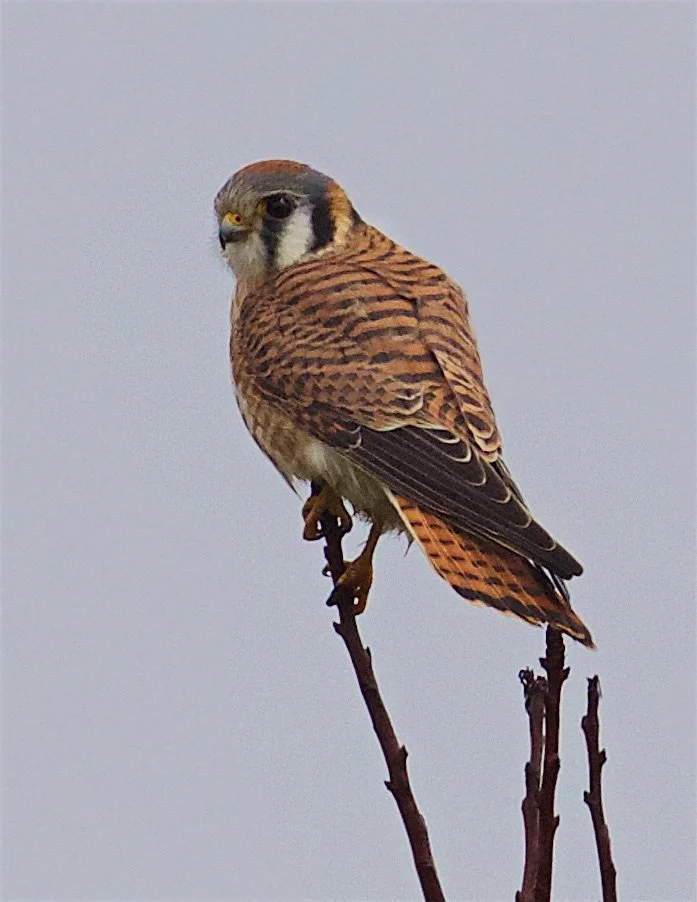 American Kestrel, Female