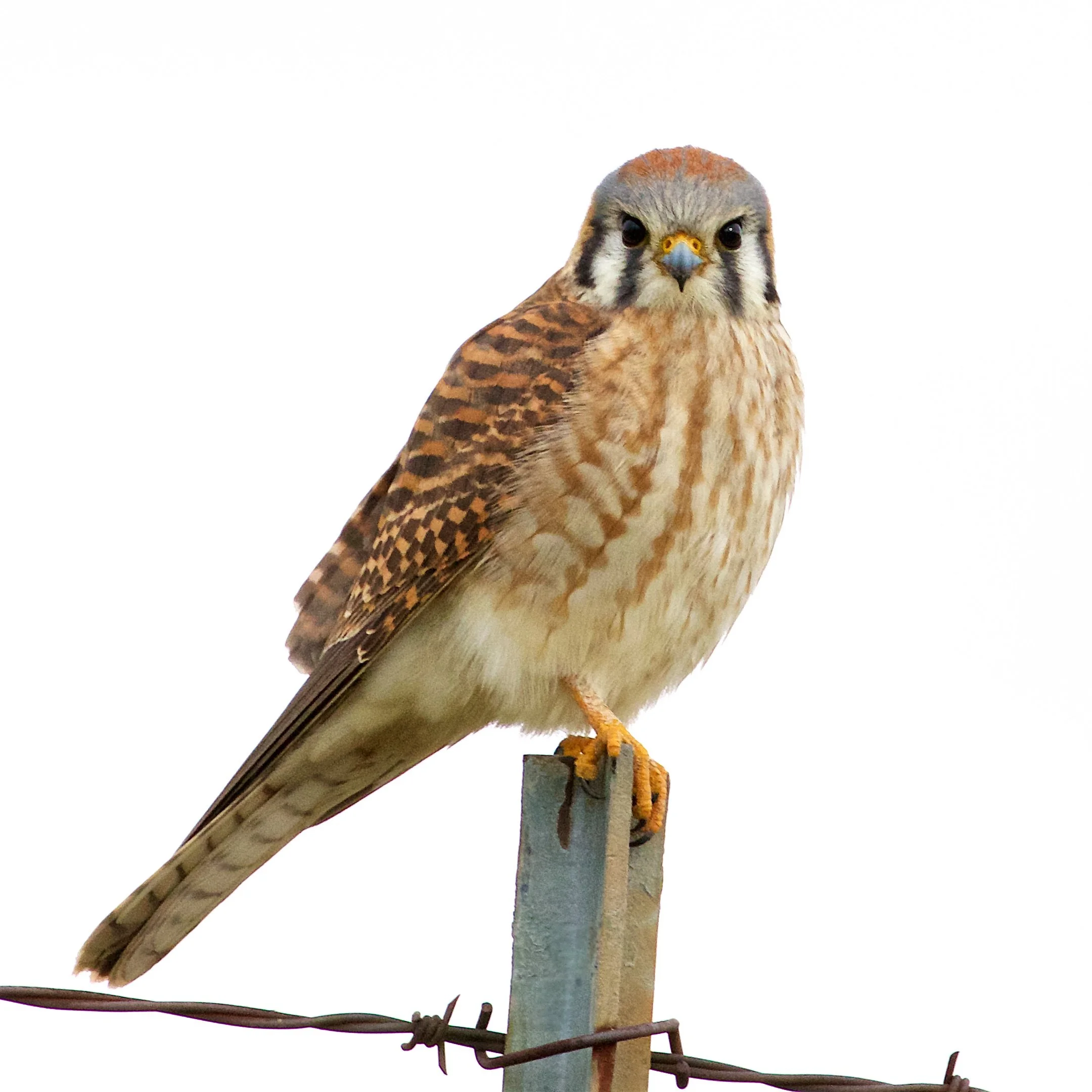 American Kestrel, Female