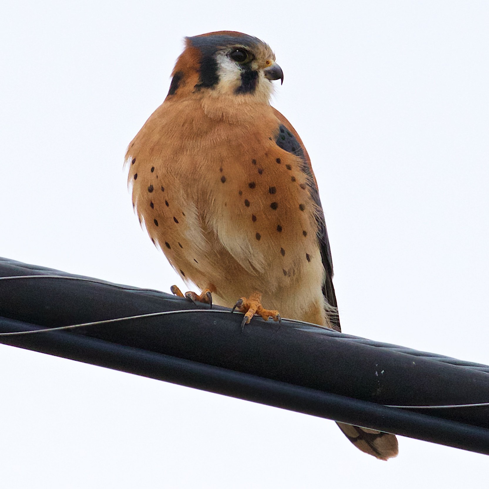 American Kestrel, Male