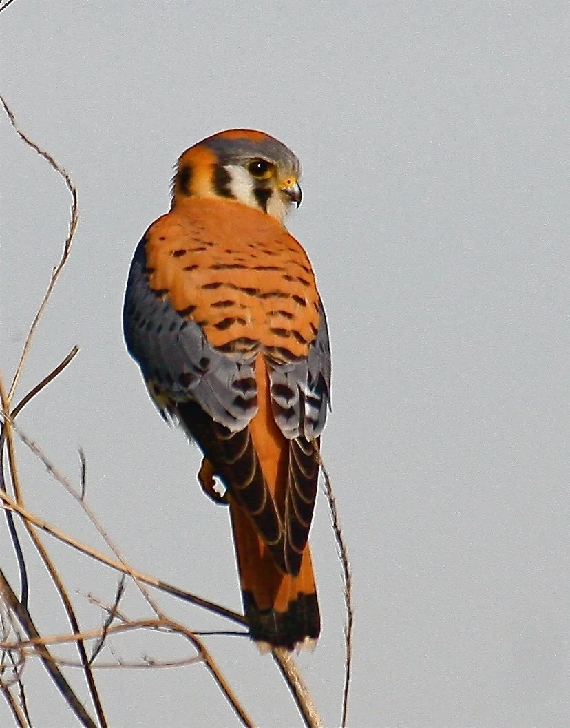 American Kestrel, Male