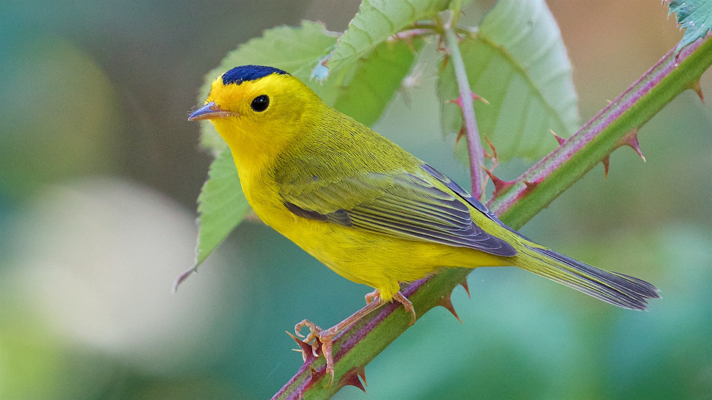 Wilson's Warbler, adult male