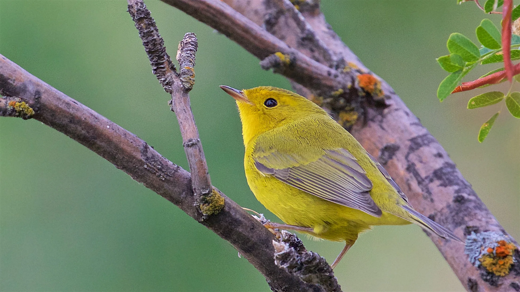 Wilson's Warbler, female