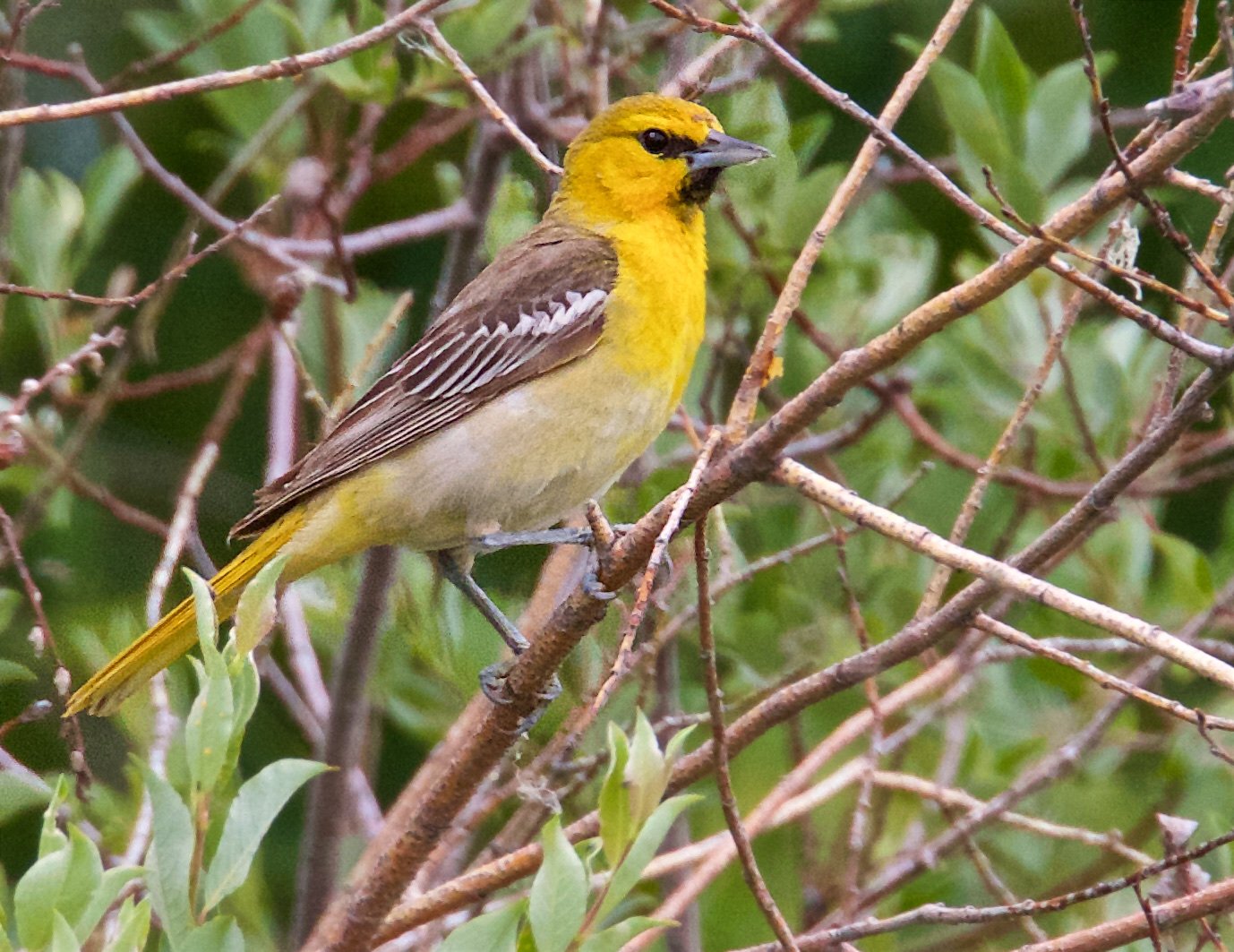 Bullock's Oriole, first year male