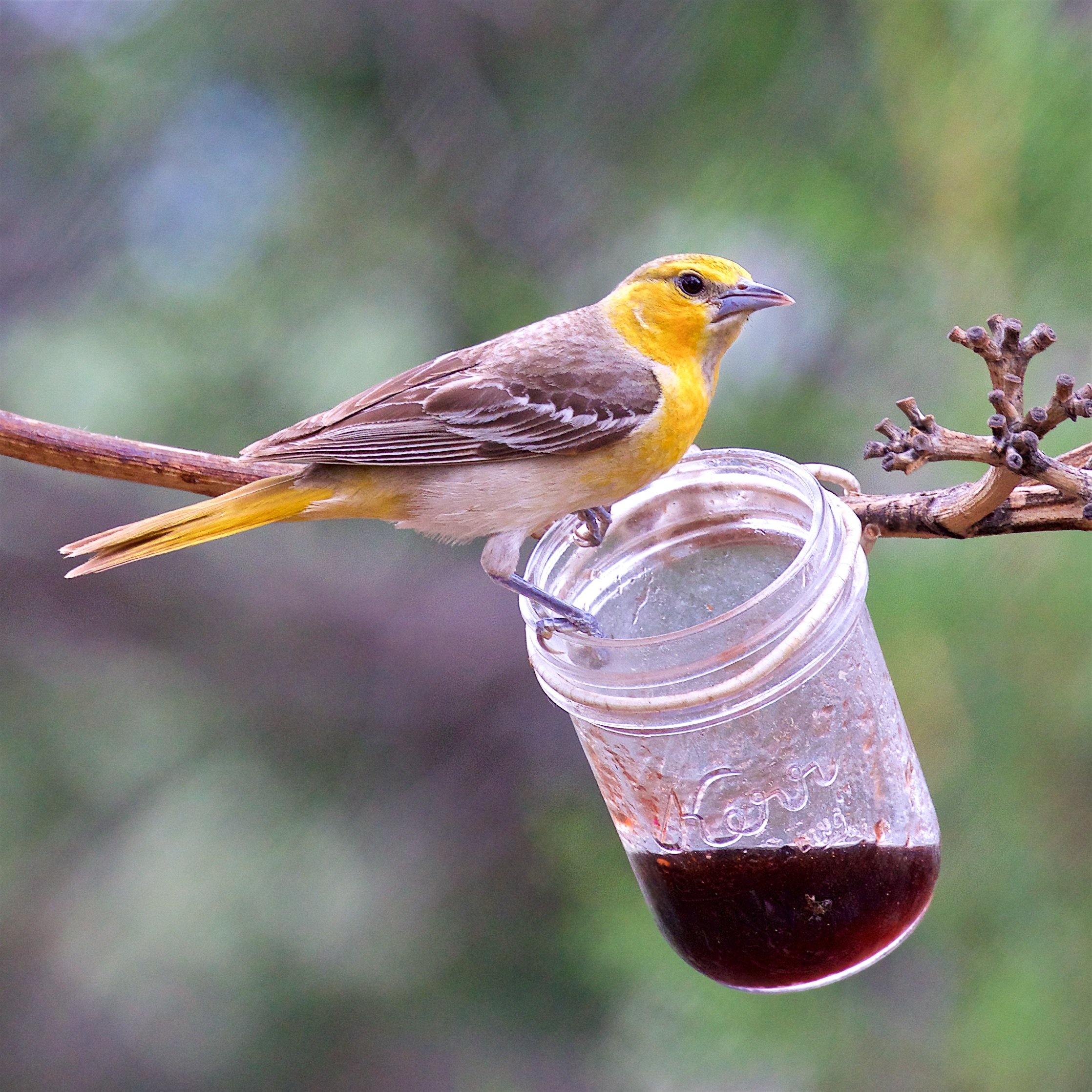 Bullock's Oriole, female at a feeder