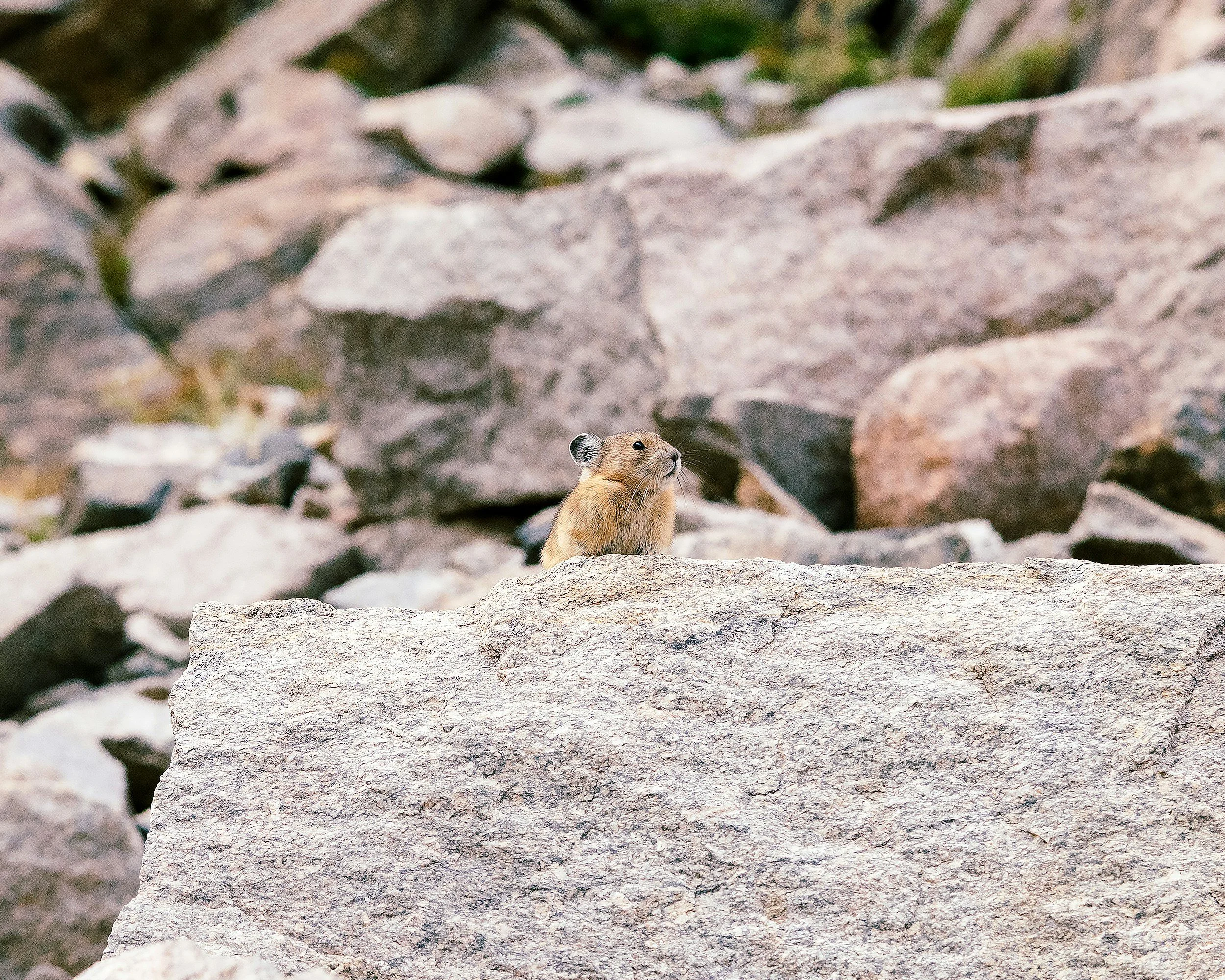unsplash-image-iWzTbkc1bng.jpg