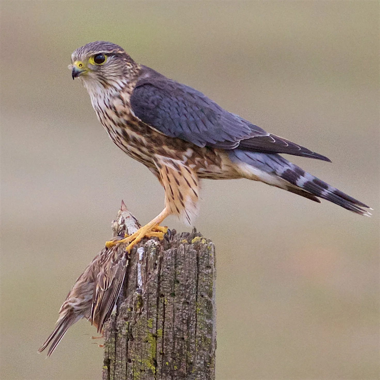 Merlin © Ed Harper