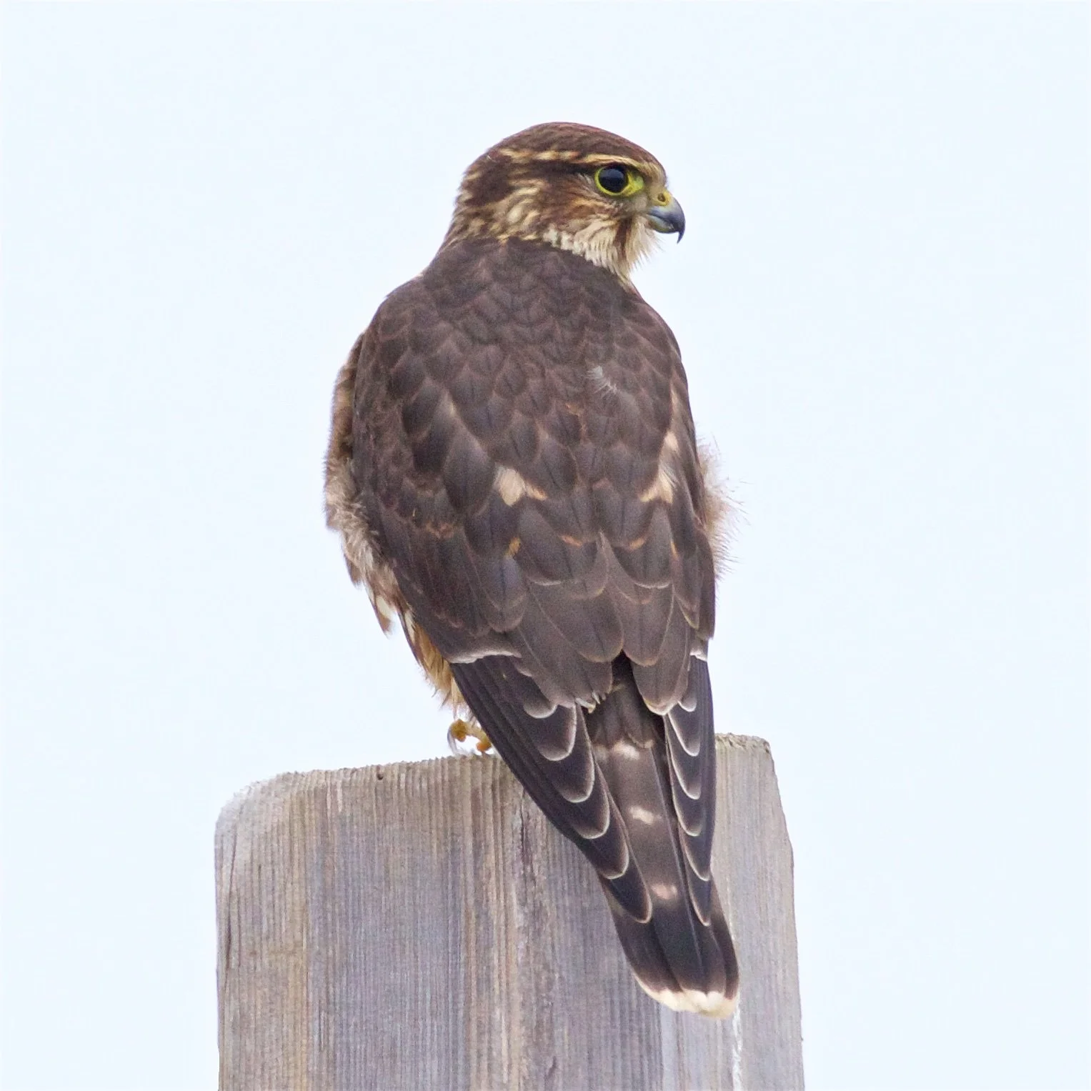 Merlin © Ed Harper