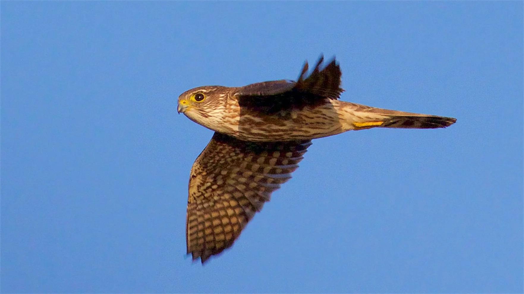 Merlin © Ed Harper