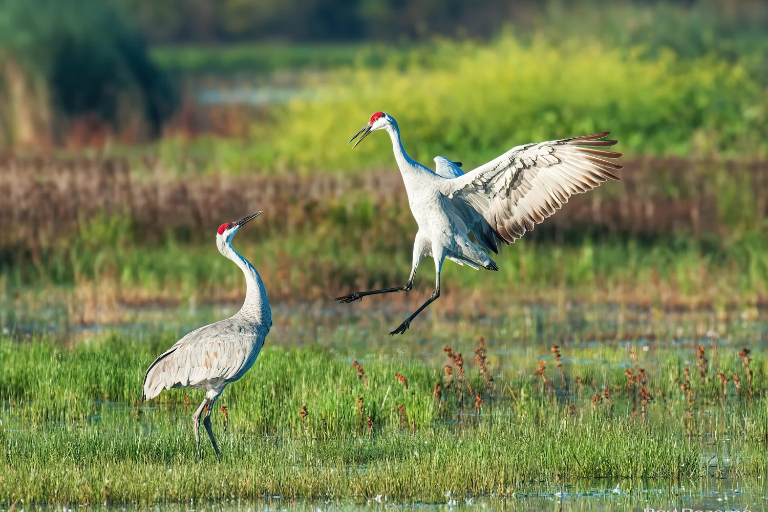 San Joaquin and Solano Counties — Sacramento Audubon Society