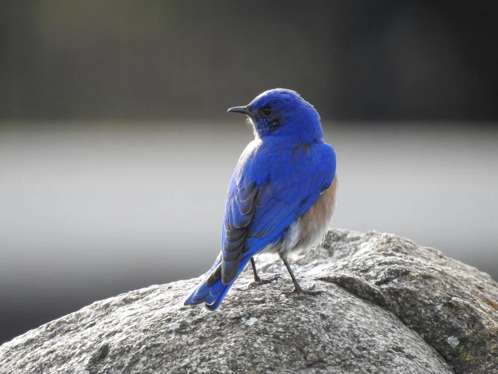 Is the Mountain Bluebird a Perching Bird? Discover the Truth!
