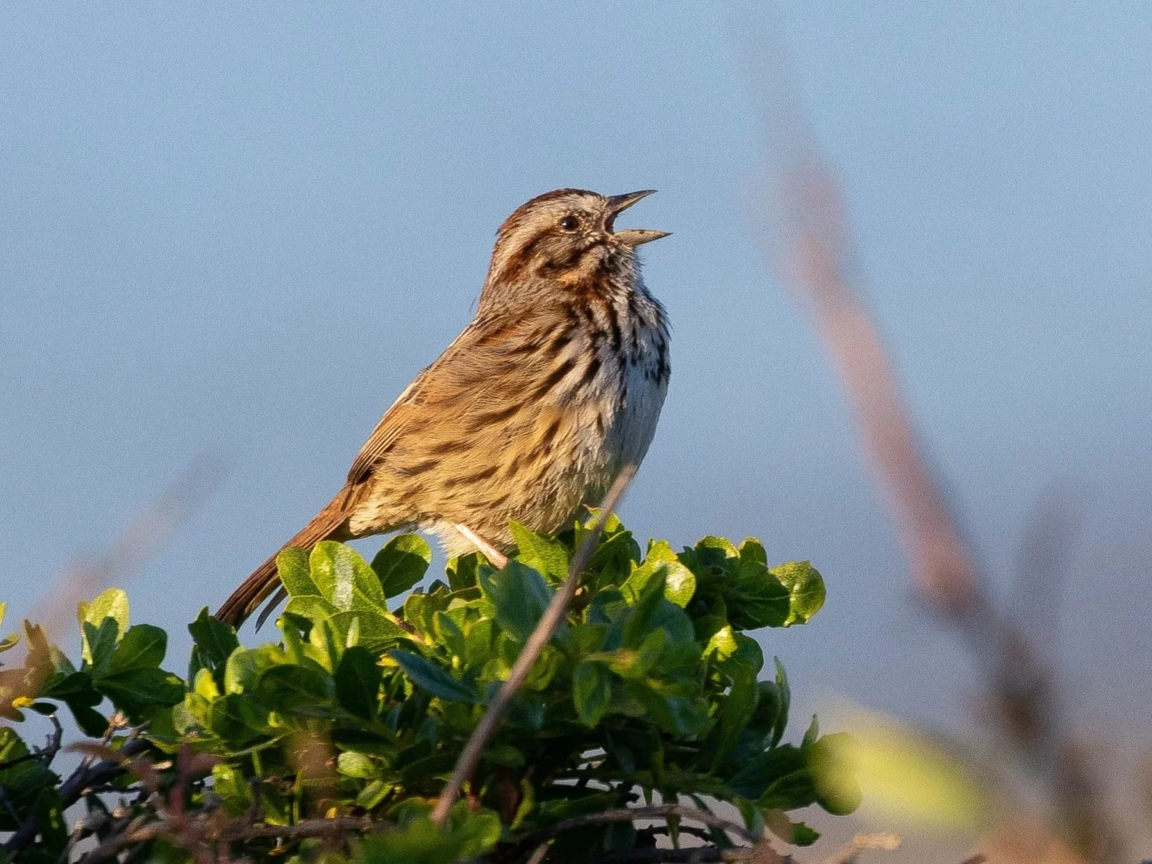 Meet The Song Sparrow — Sacramento Audubon Society