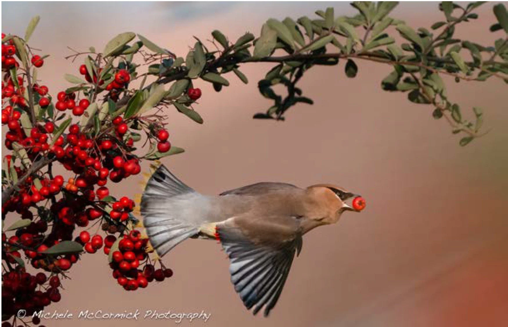 Michele McCormick DO NOT USE.jpg