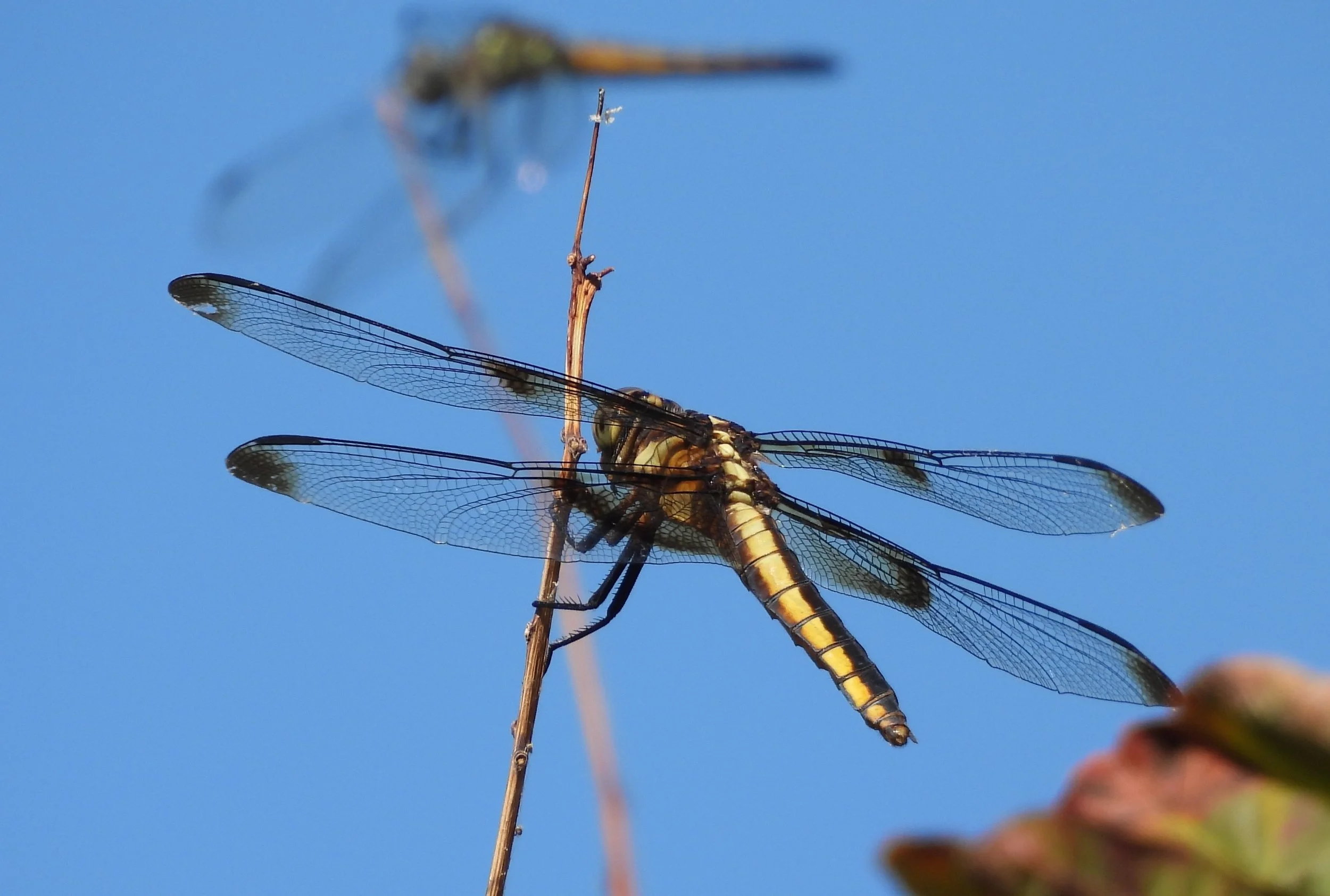 Widow Skimmer Female Mary July2026.JPG