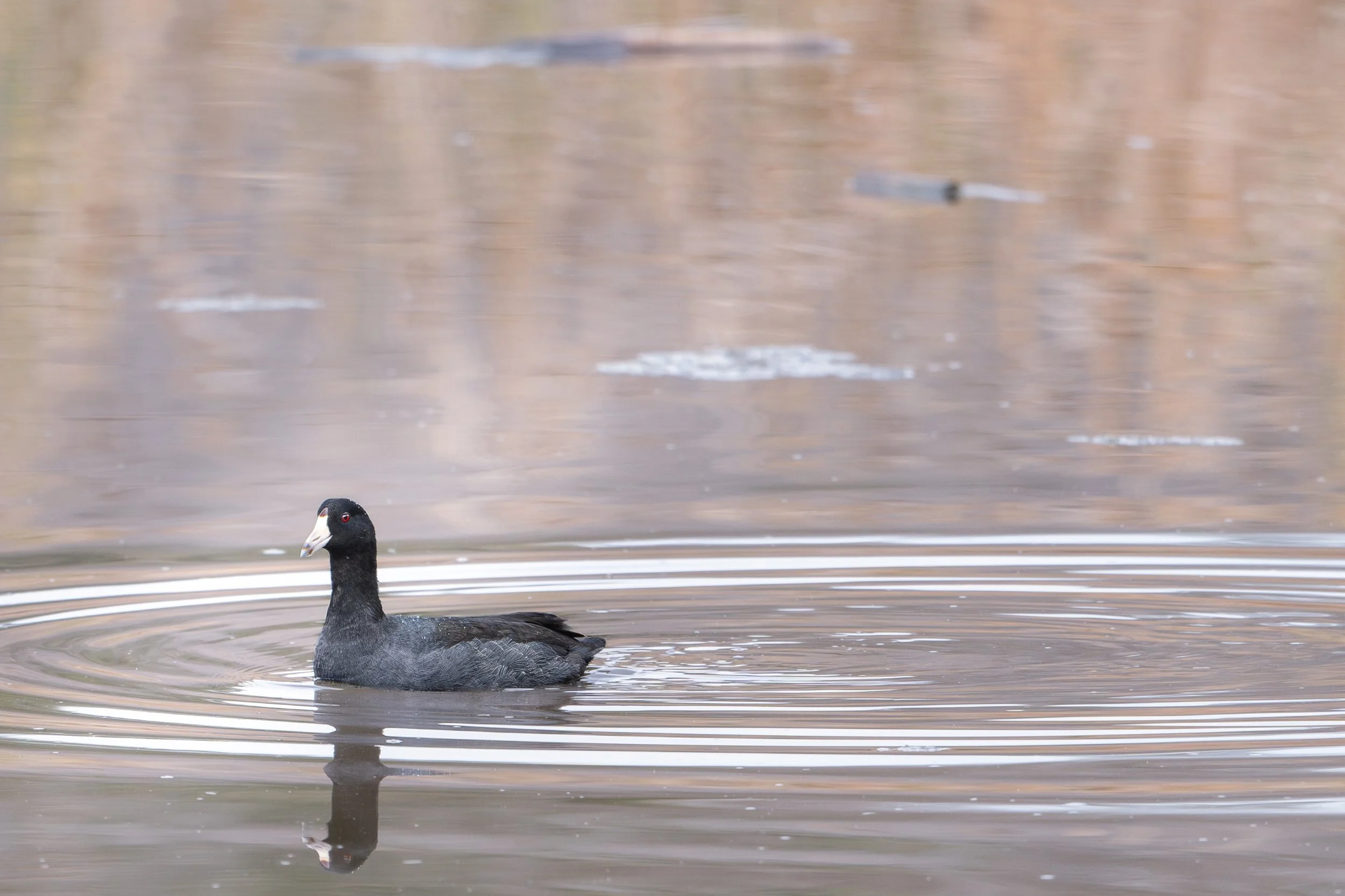 American__Coot_WenGaun_AmericanCanyonWetlands_111125.jpg