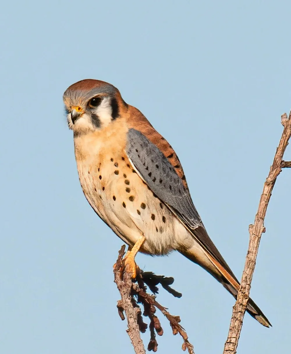 kestrel different kinds of falcons