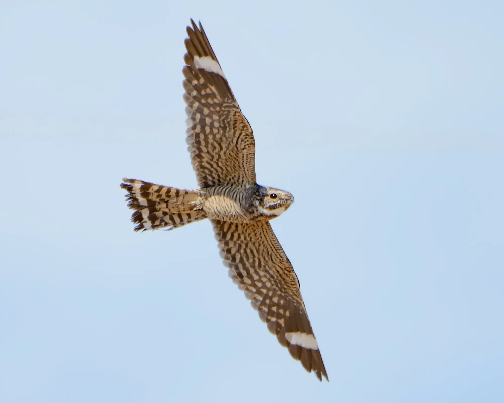SAS Field Trip: Meiss Road Evening Trip — Sacramento Audubon Society