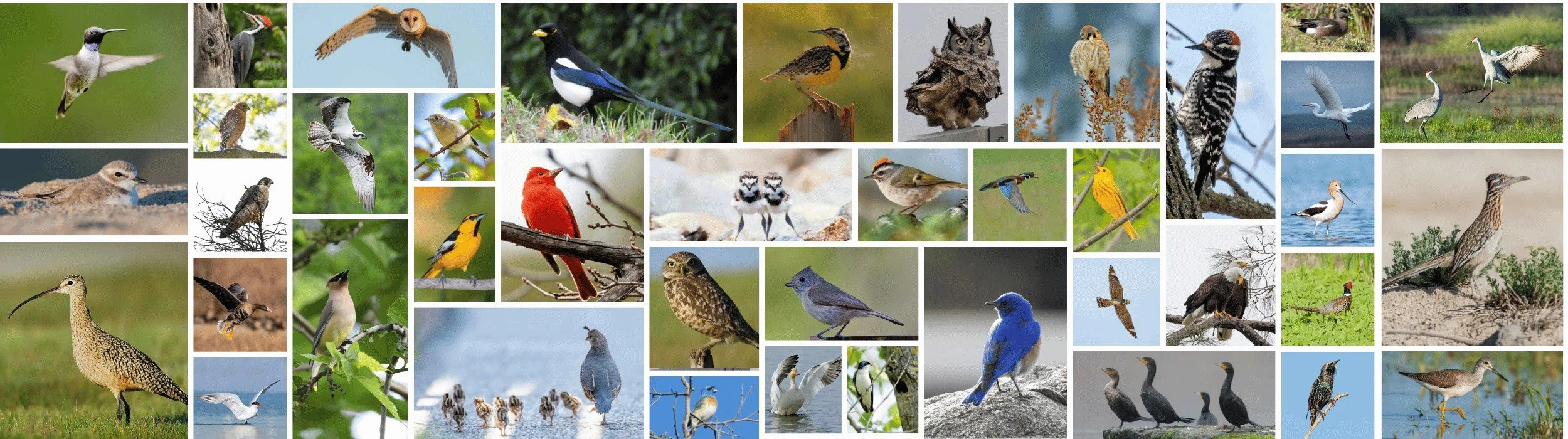 SAS_Bird_Collage.jpeg