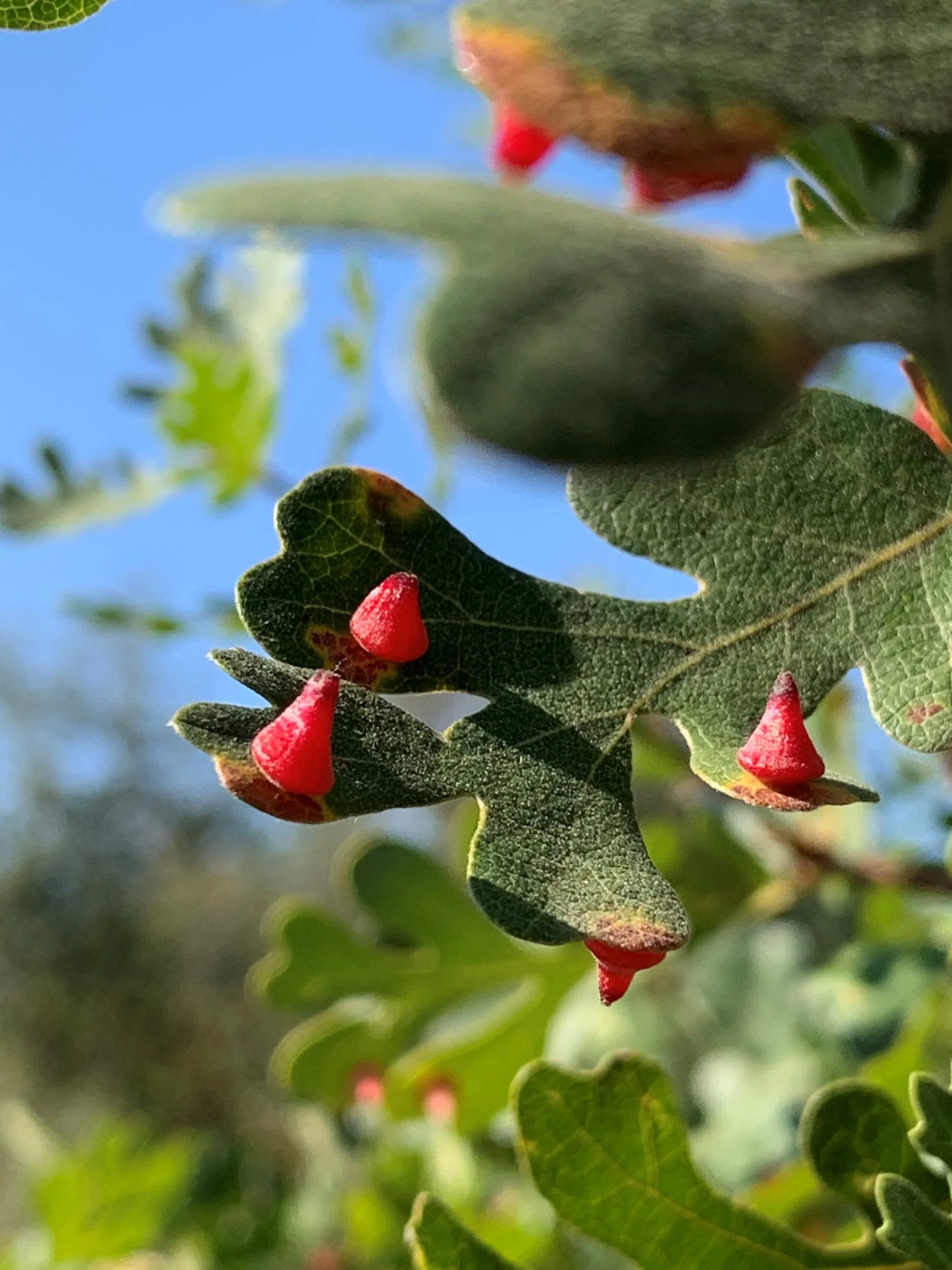 redconegall2-valleyoakleaf - ARNHA-EYNC-small.jpg