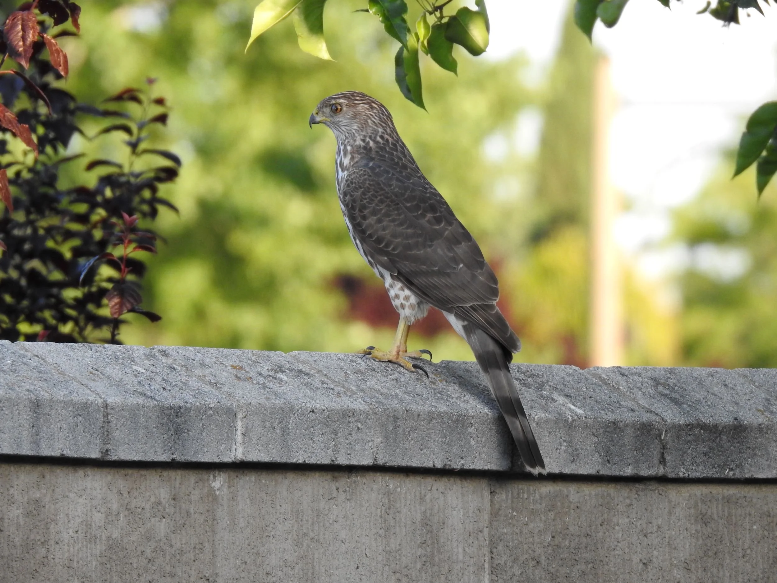Merlin Sound ID — Sacramento Audubon Society