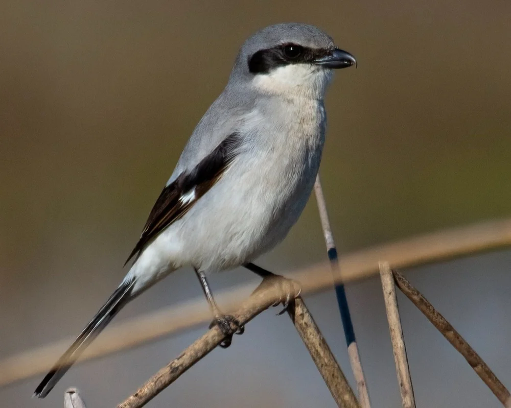 Field Trip Findings for December 9, 2025 to January 11, 2026 — Sacramento  Audubon Society