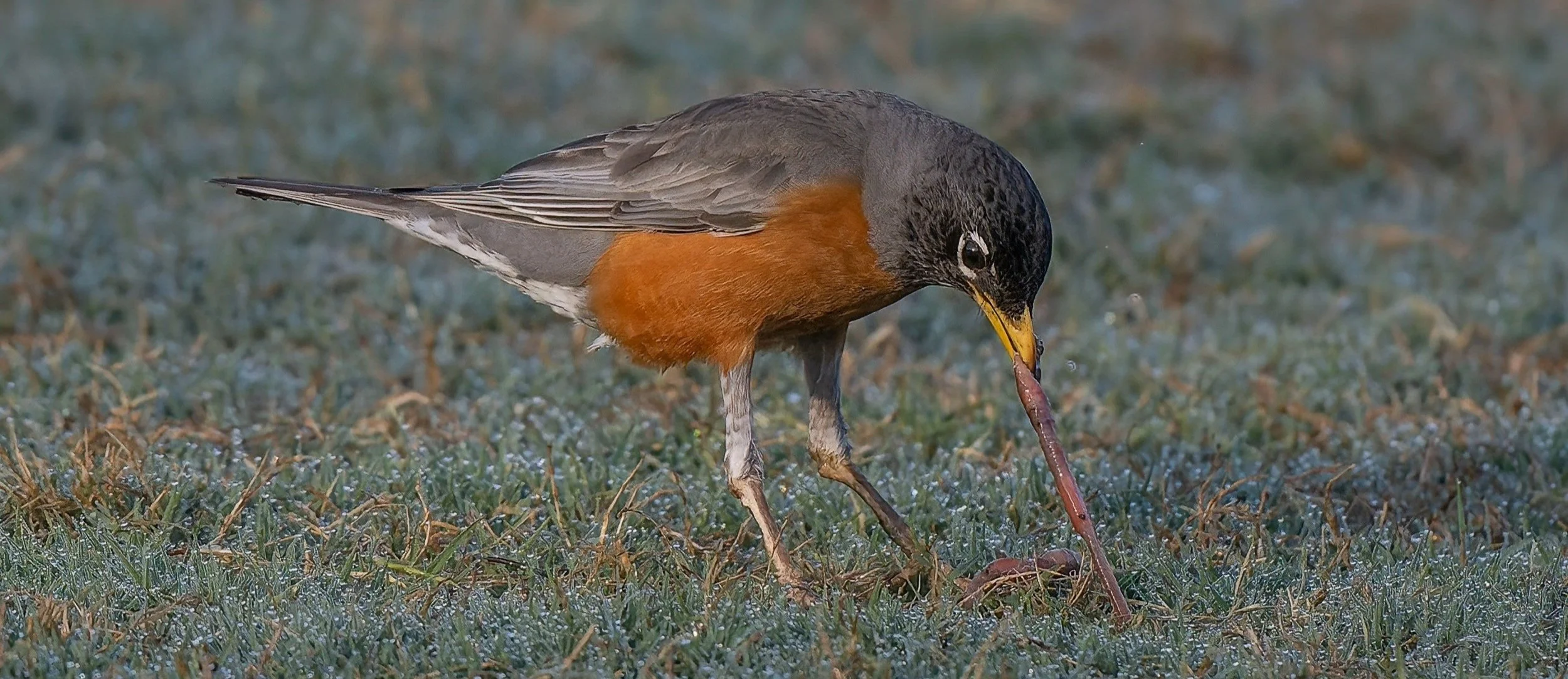 Meet the American Robin — Sacramento Audubon Society
