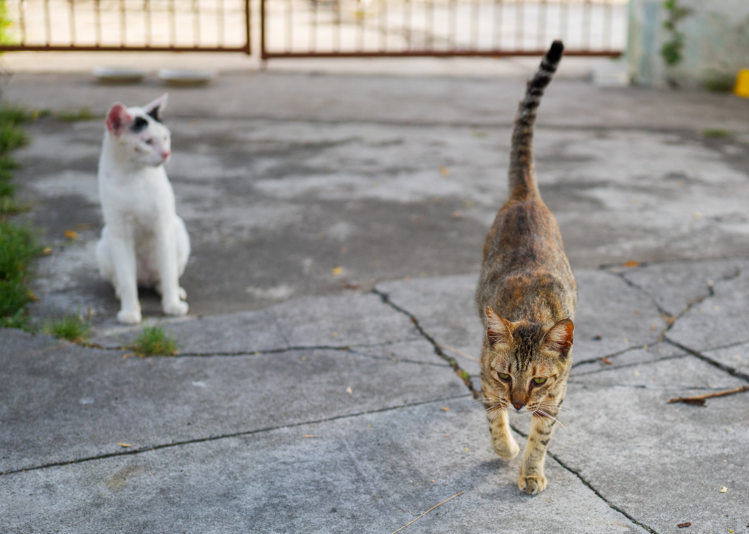 Two cats, one sitting and one walking toward the camera.