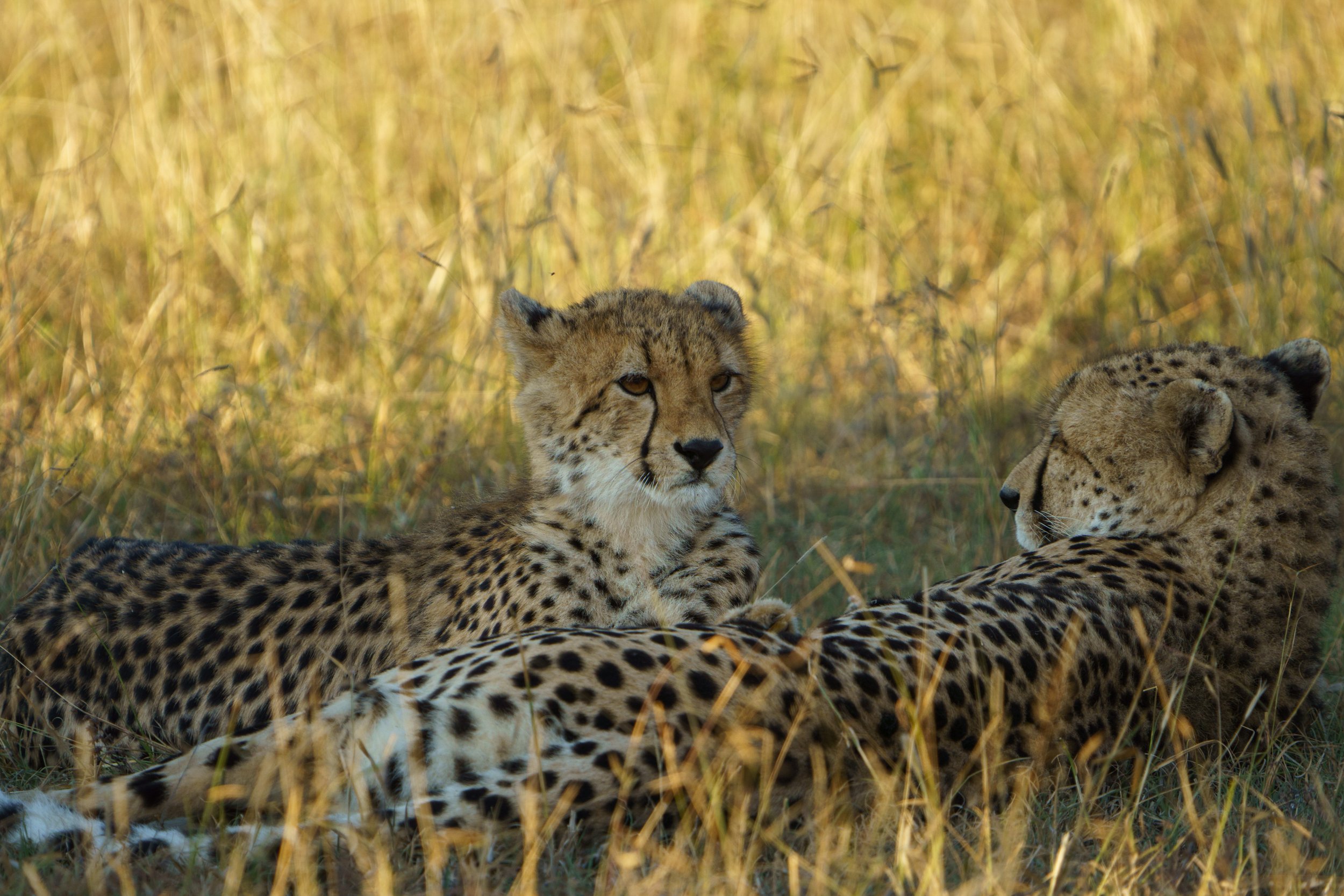 The baby cheetah looking up from nursing (photo/Jason Rafal)