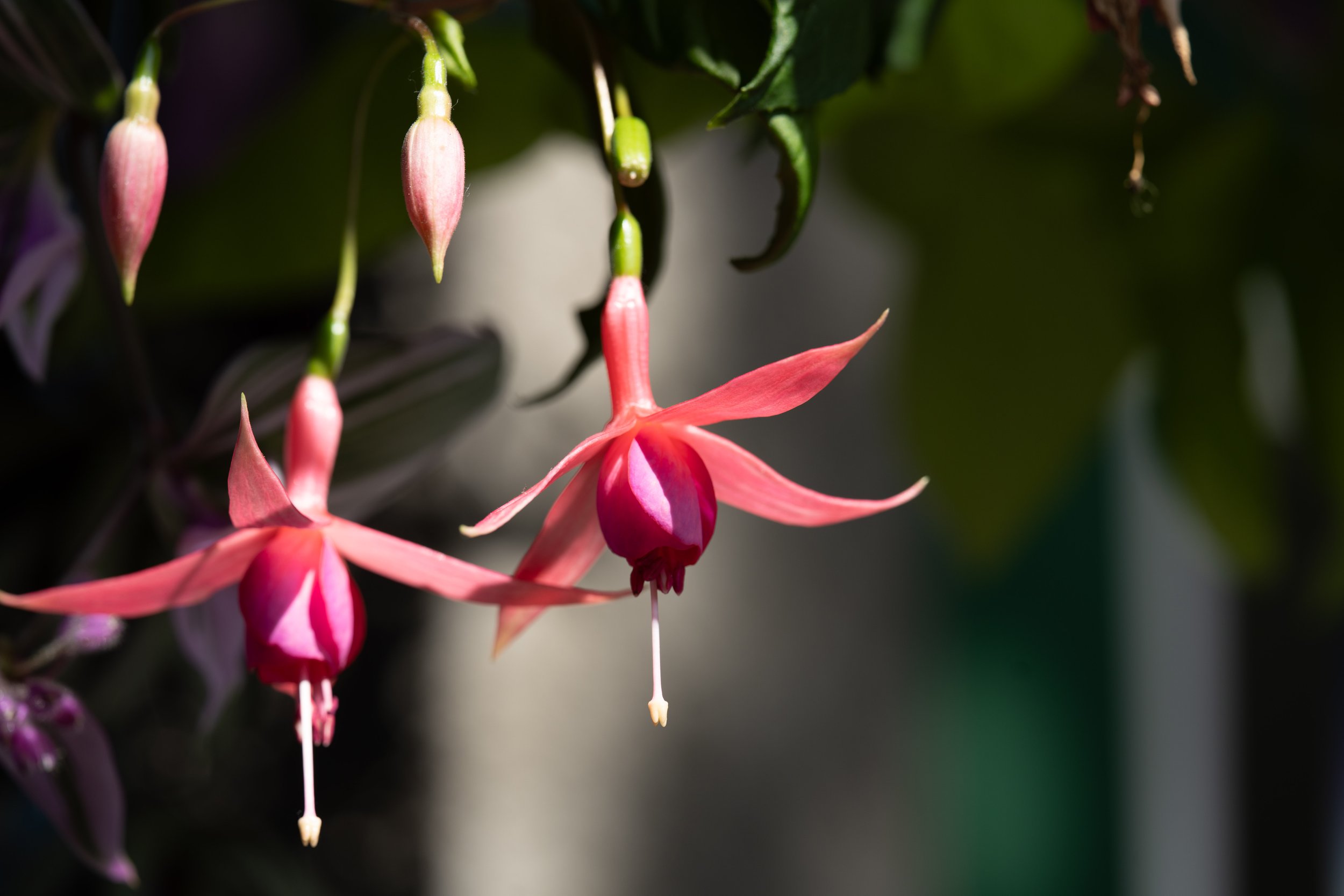  I think this is a Fuchsia? (photo/Jason Rafal) 