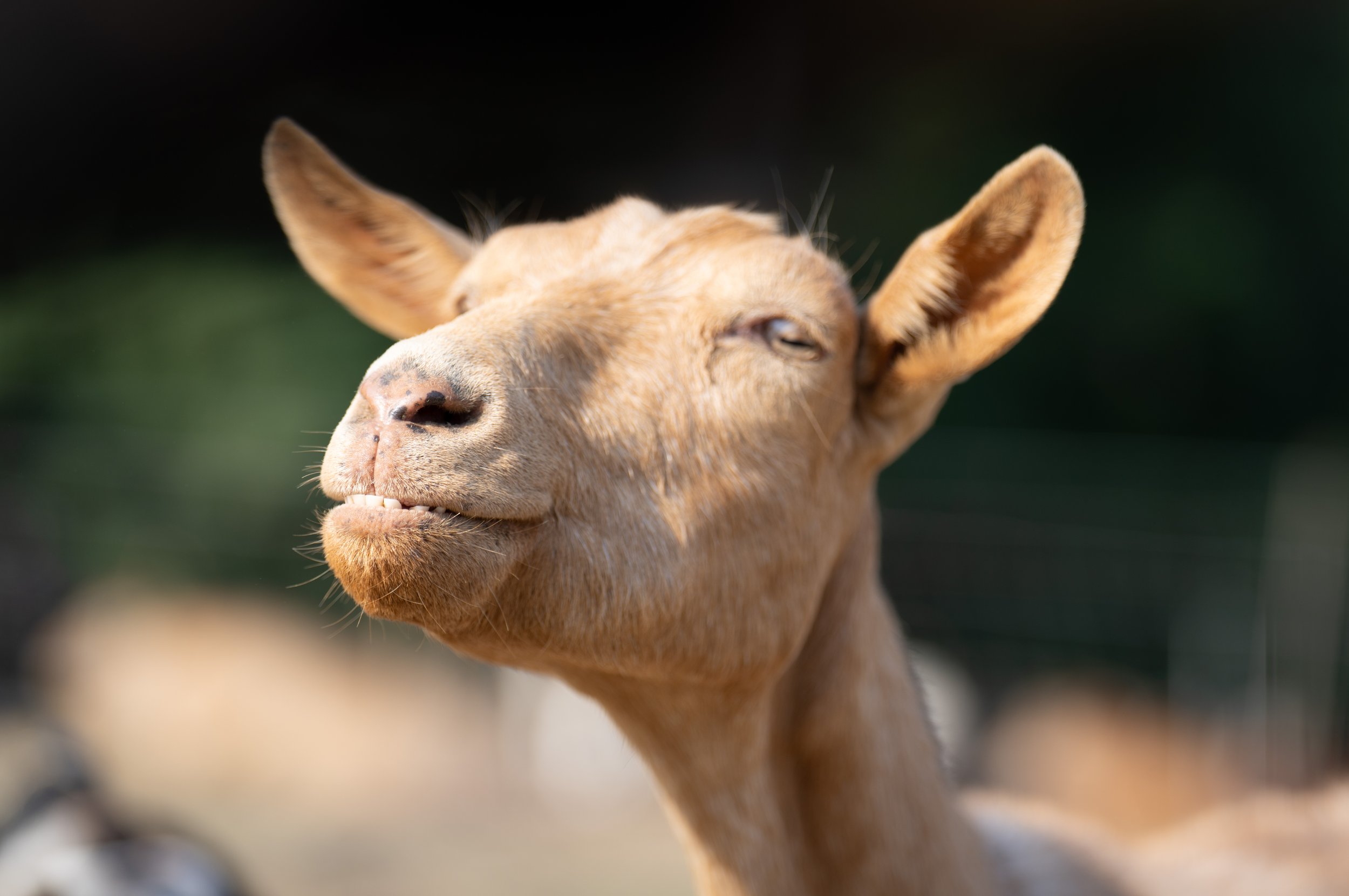 A goat with a slight underbite looking past the camera.