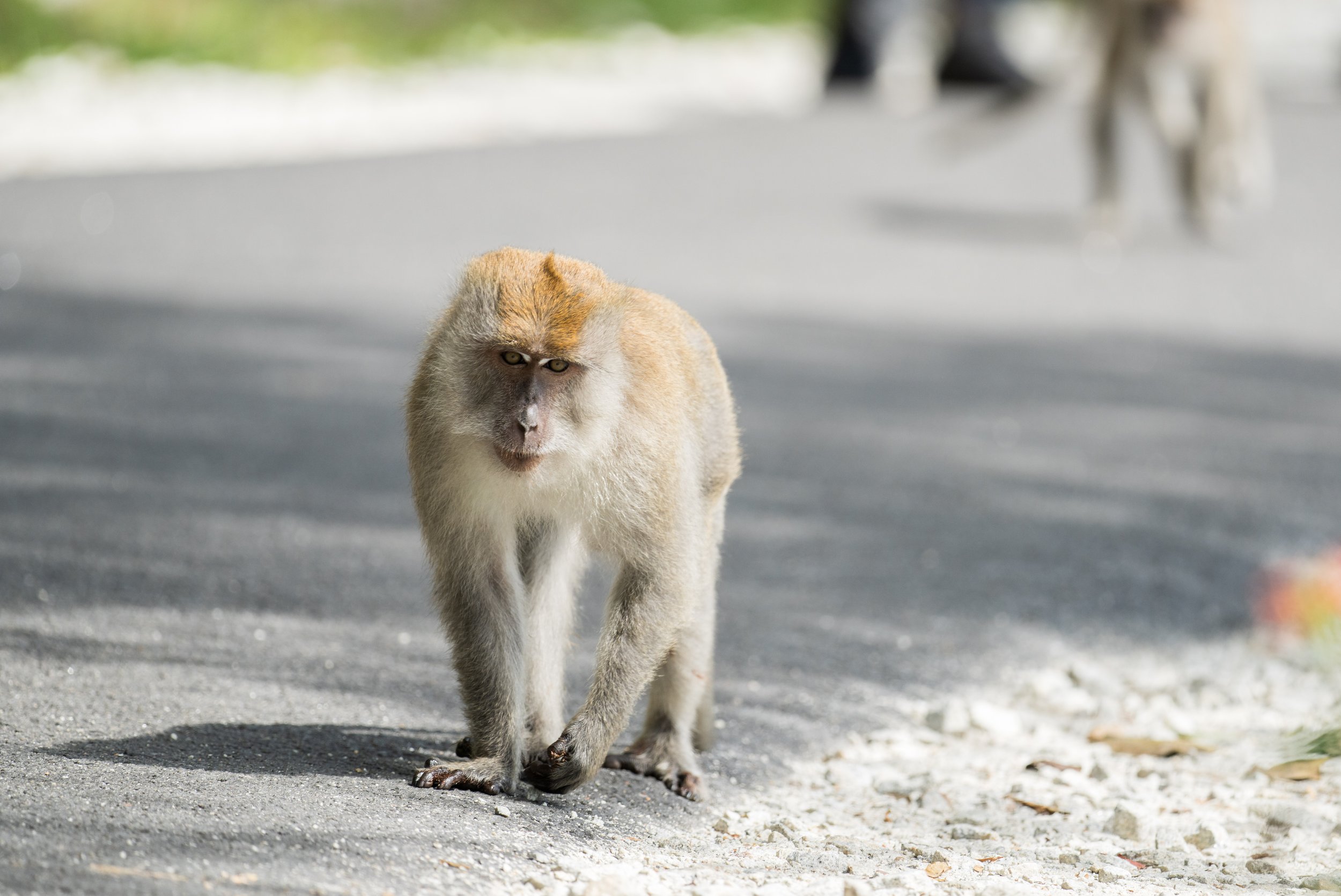 A long-tailed macaque walking down a paved road.