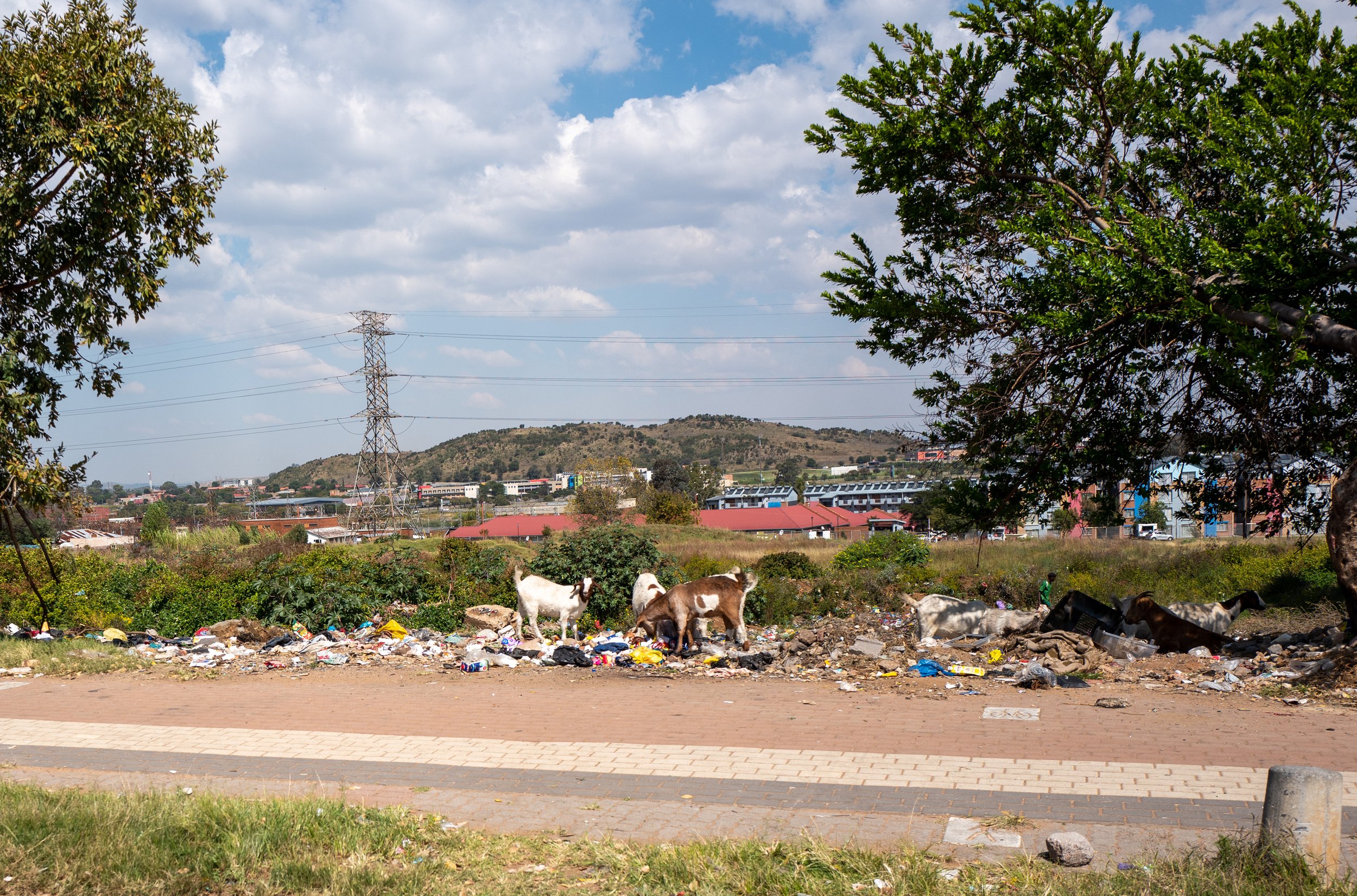  Some goats eating on the side of the road (photo/Jason Rafal) 